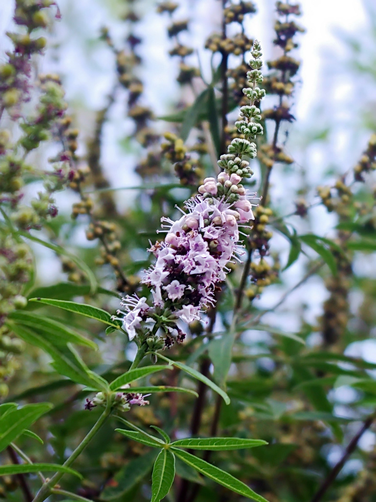 Chaste tree flowering spike with pale pink lavender blossoms and narrow lance shaped leaves against blurred foliage background