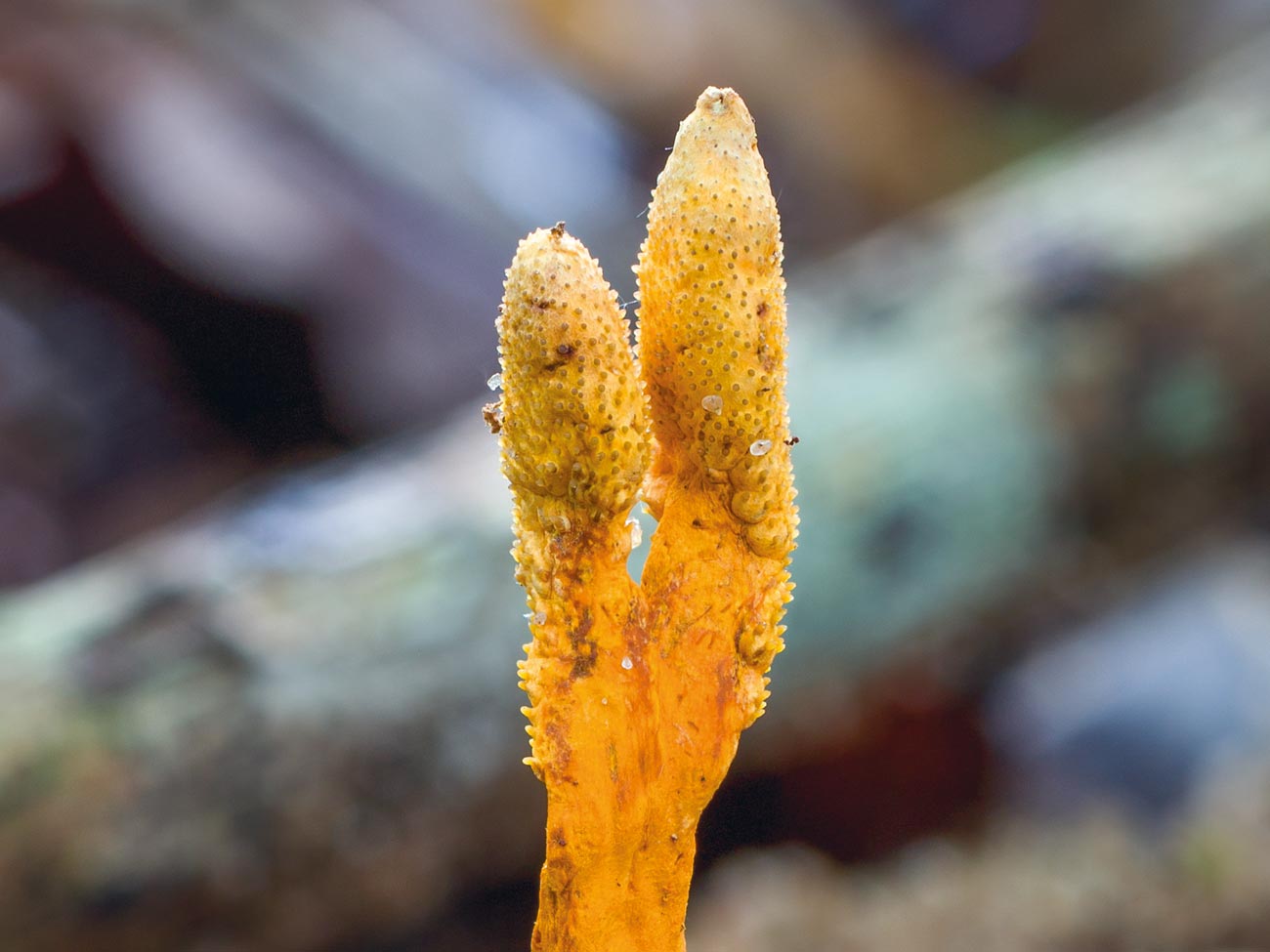 Close-up of two orange Cordyceps mushroom fruiting bodies showing textured caps and stalks with blurred woodland background