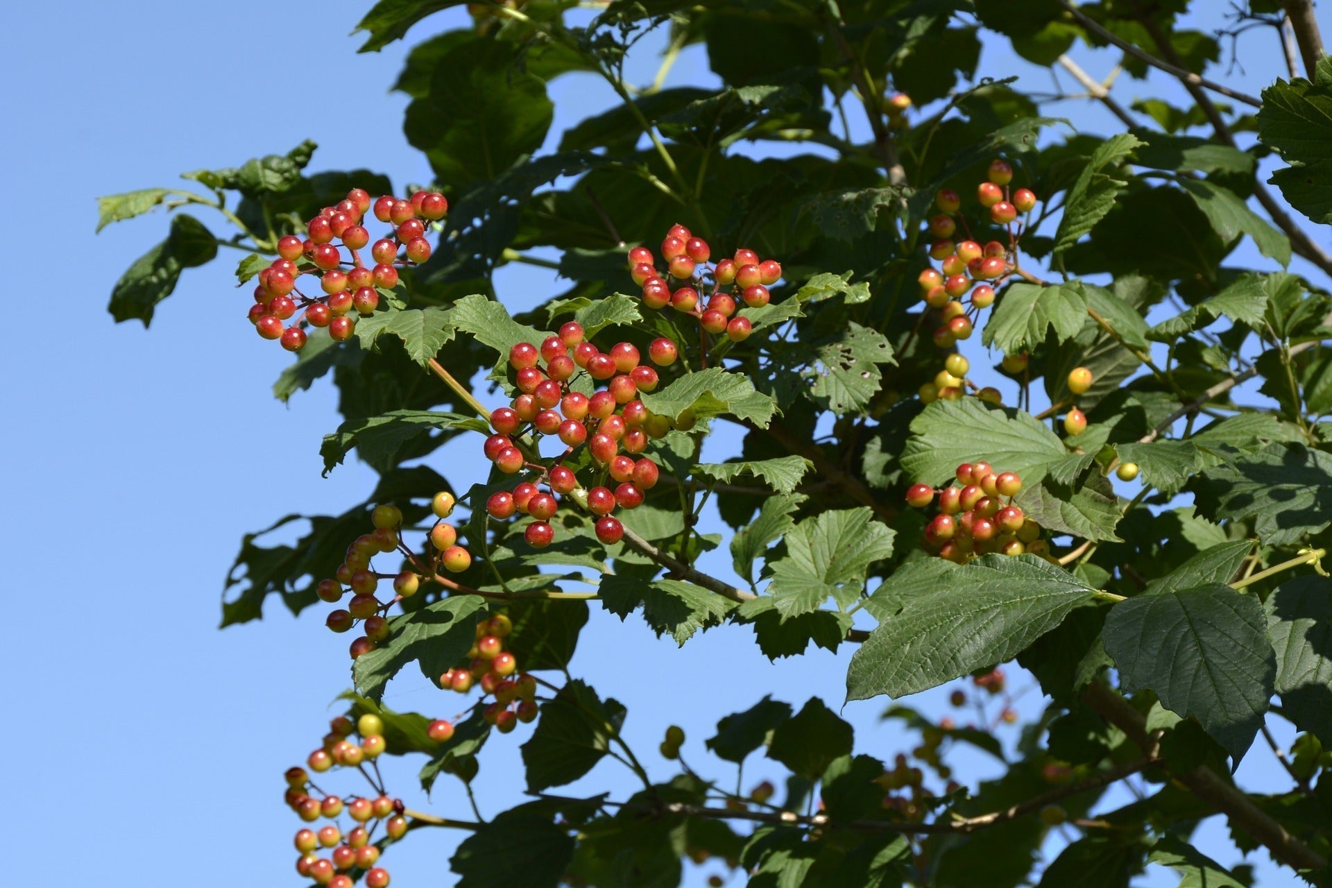 Cramp bark branch with clusters of ripening red and yellow berries against a clear blue sky