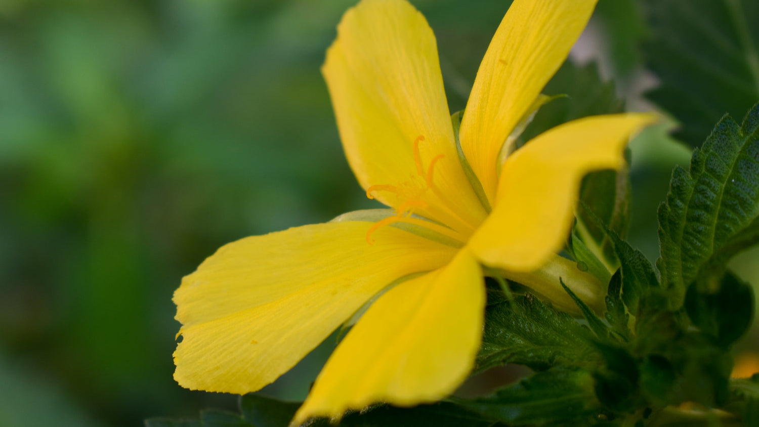 Close-up of Damiana flower showcasing bright yellow petals and orange stamens with blurred green foliage background