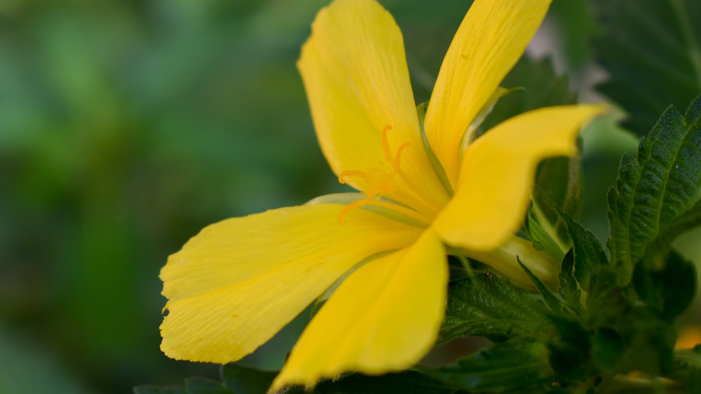 Close-up of Damiana flower showcasing bright yellow petals and orange stamens with blurred green foliage background