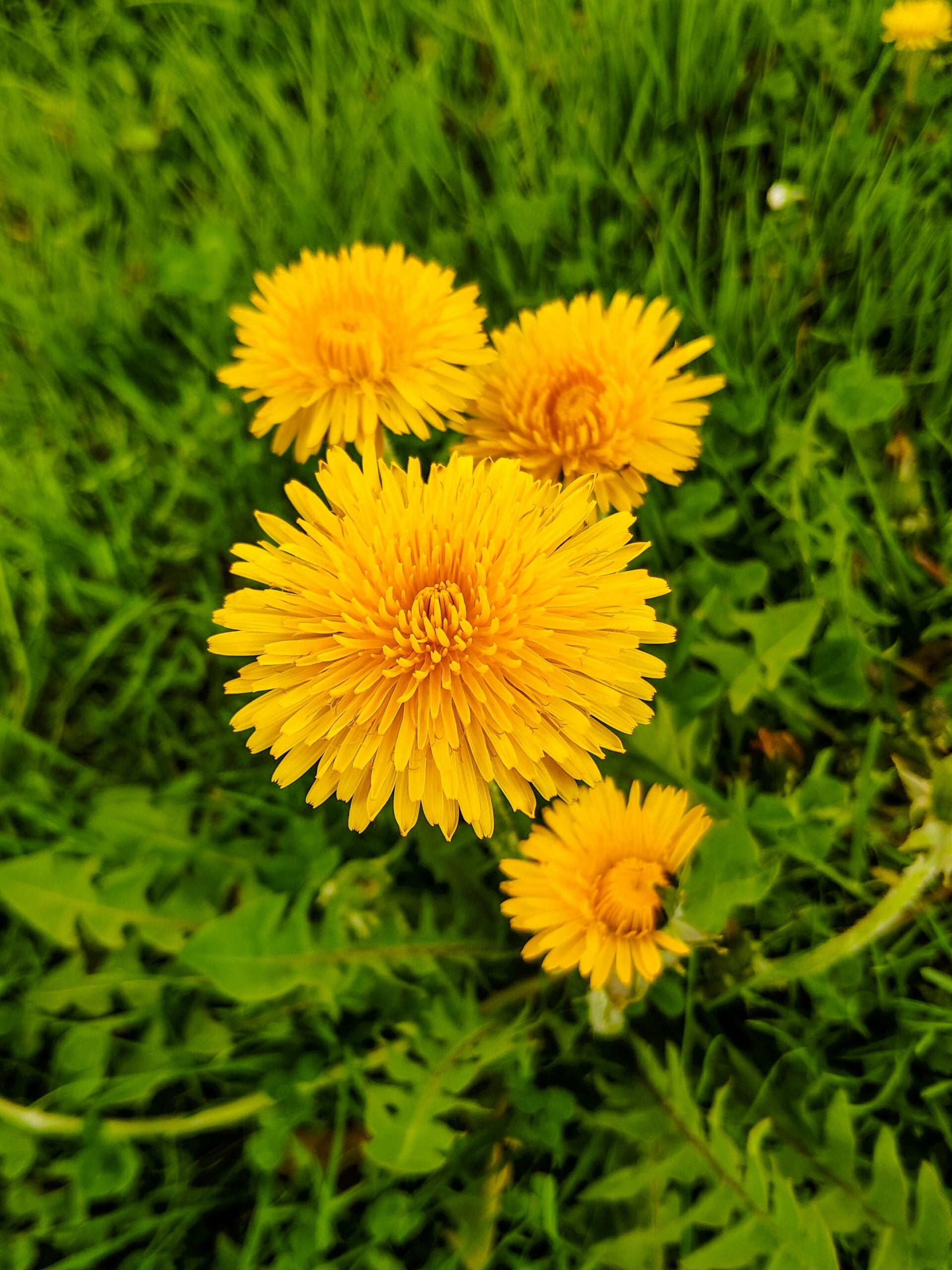 Close-up of bright yellow dandelion flowers growing in green grass