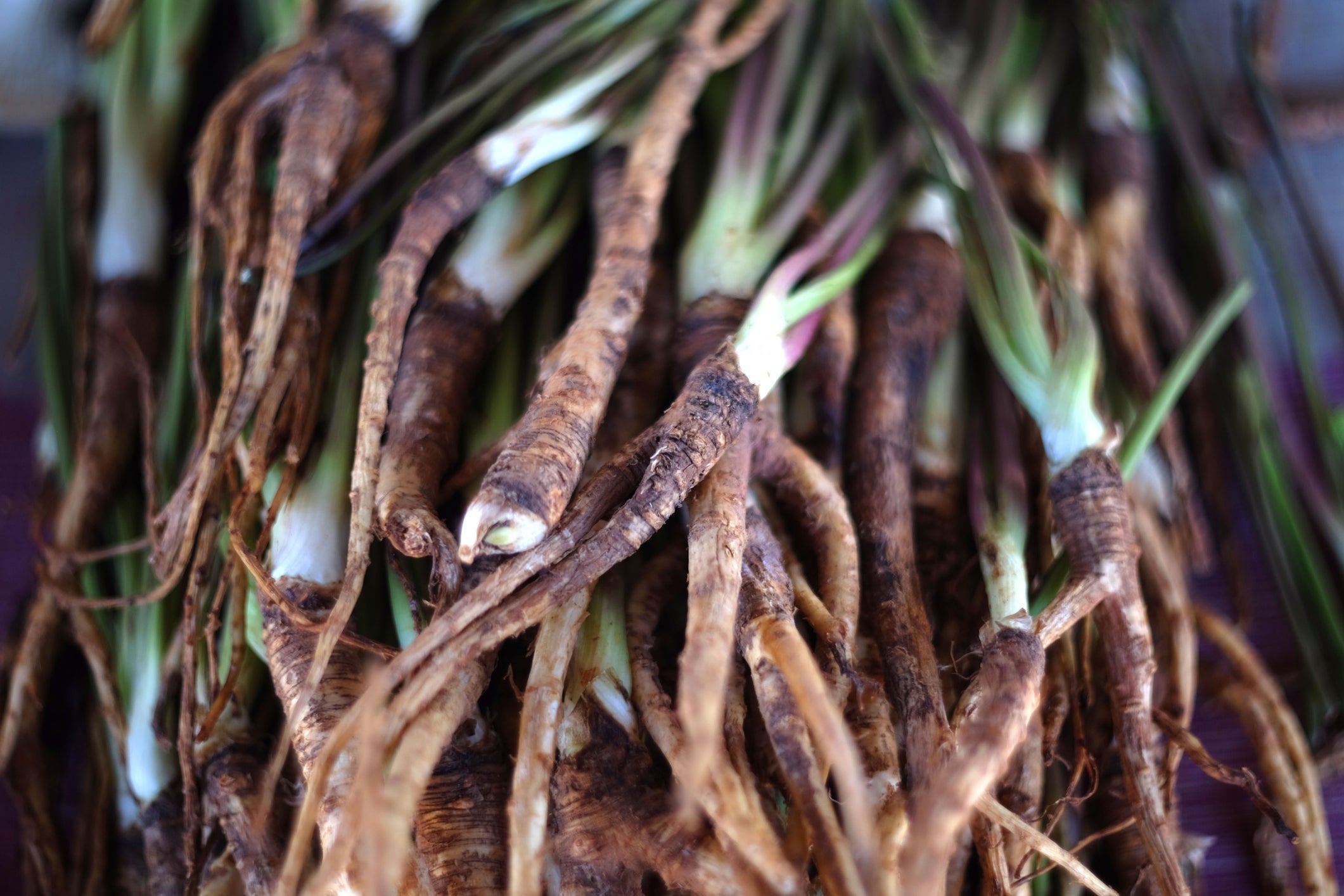 Close-up of Dong quai roots showing knobby brown roots with pale inner flesh and green shoots on blurred background