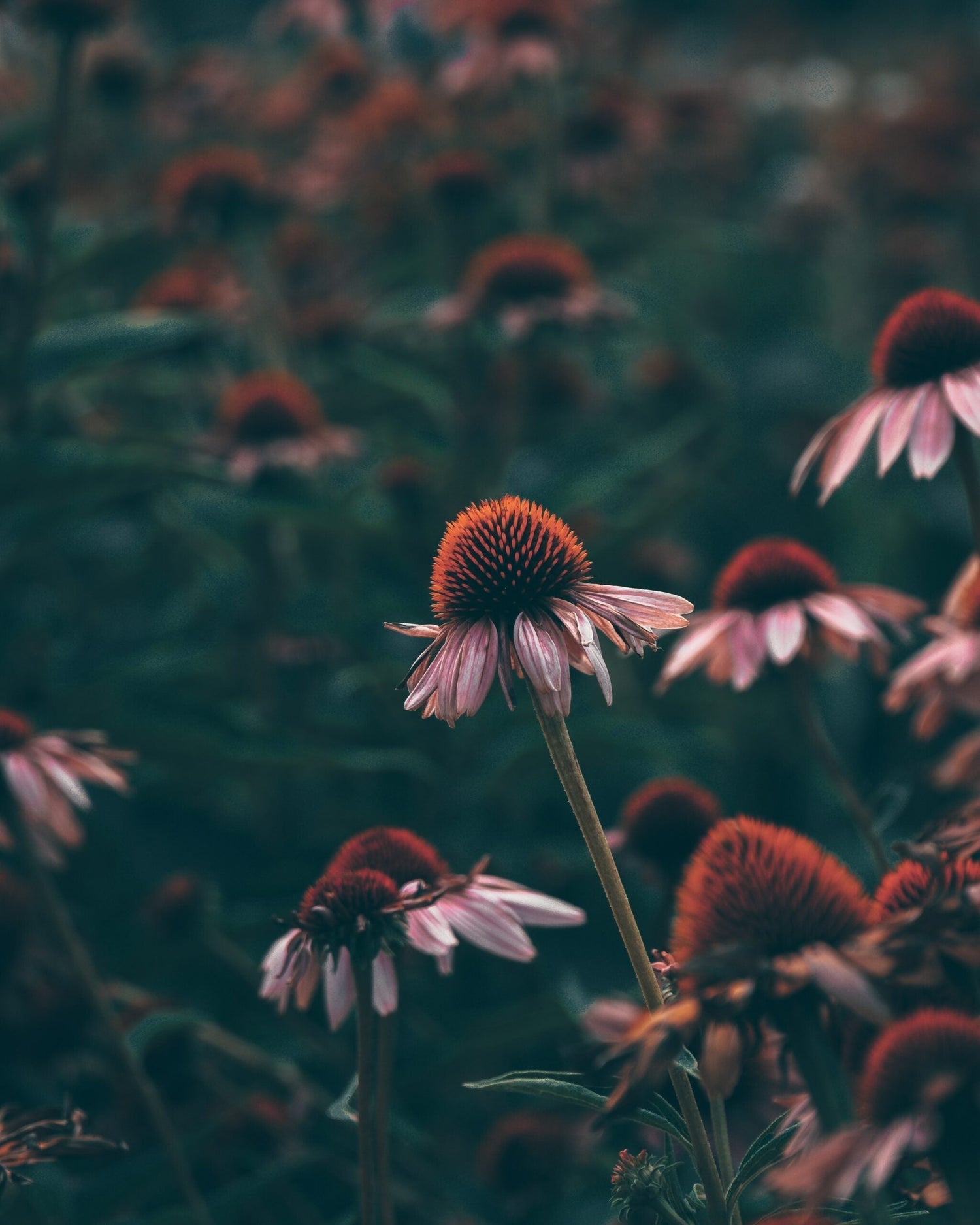 Echinacea coneflower blooming amid a dark, moody field with blurred background