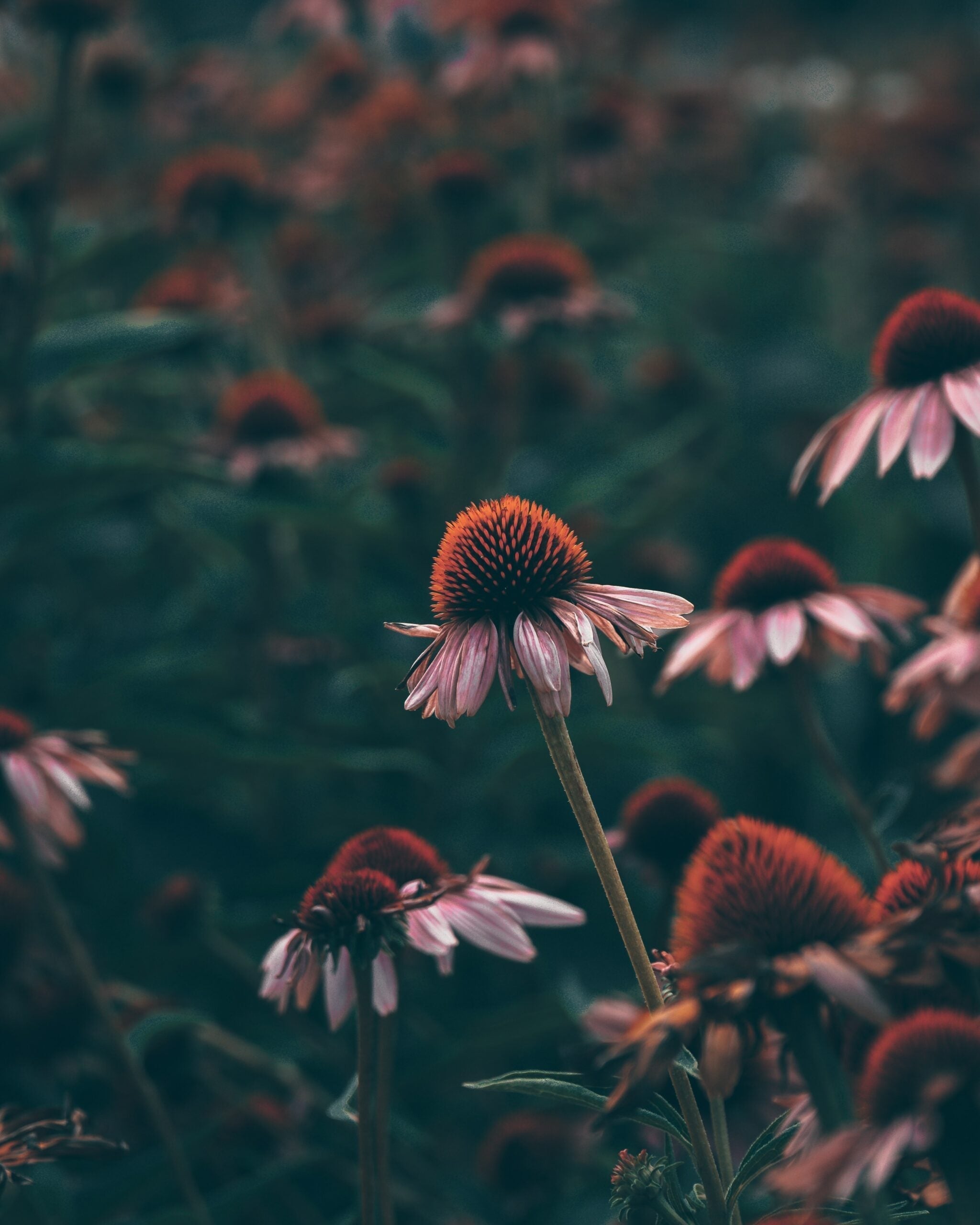 Echinacea coneflower blooming amid a dark, moody field with blurred background