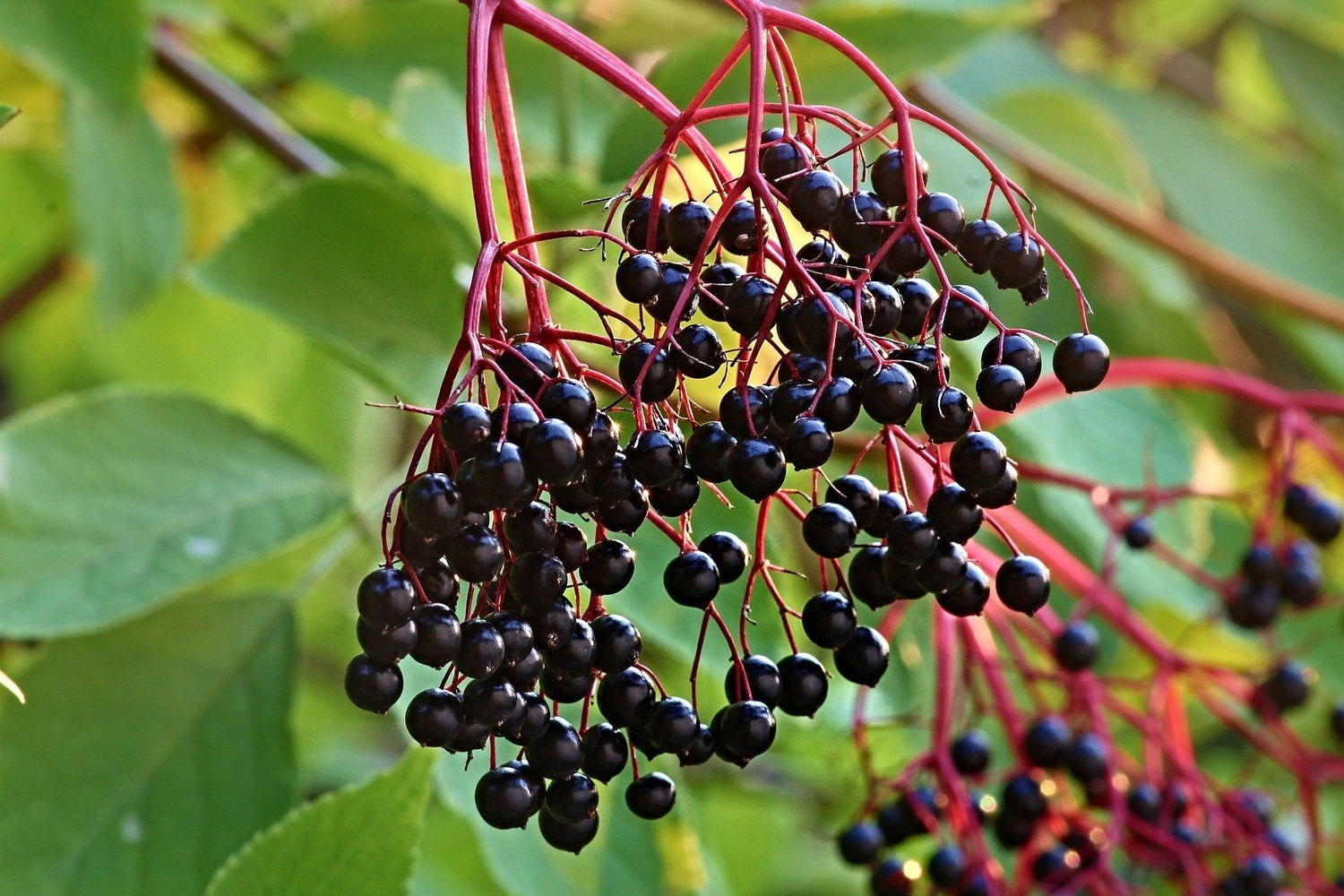 Close-up of elderberry clusters showing glossy dark purple berries on red stems with blurred green leaves in the background