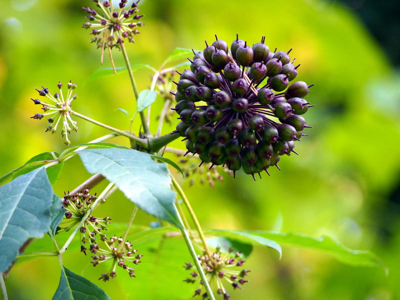 Close-up of Eleuthero seed head showing a spherical cluster of purple-green berries and surrounding leaves against a blurred green background