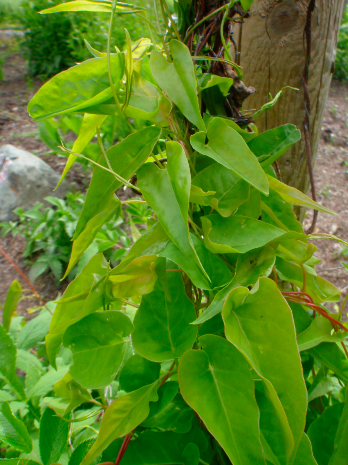 Close-up of Fo‑ti plant leaves showing heart-shaped bright green foliage climbing a wooden post in a garden