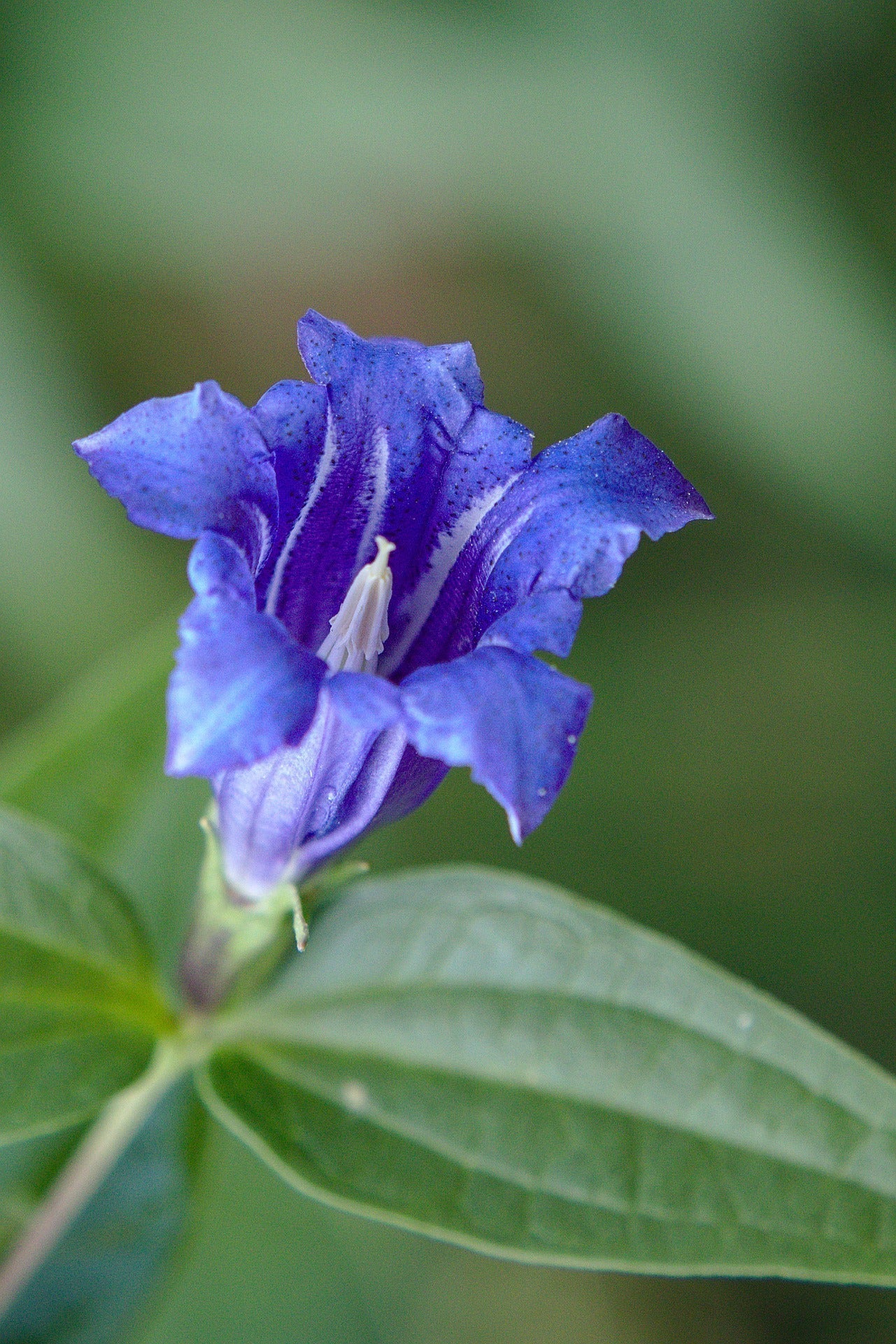 Close-up of a blue gentian flower showing white inner throat against a soft green blurred background