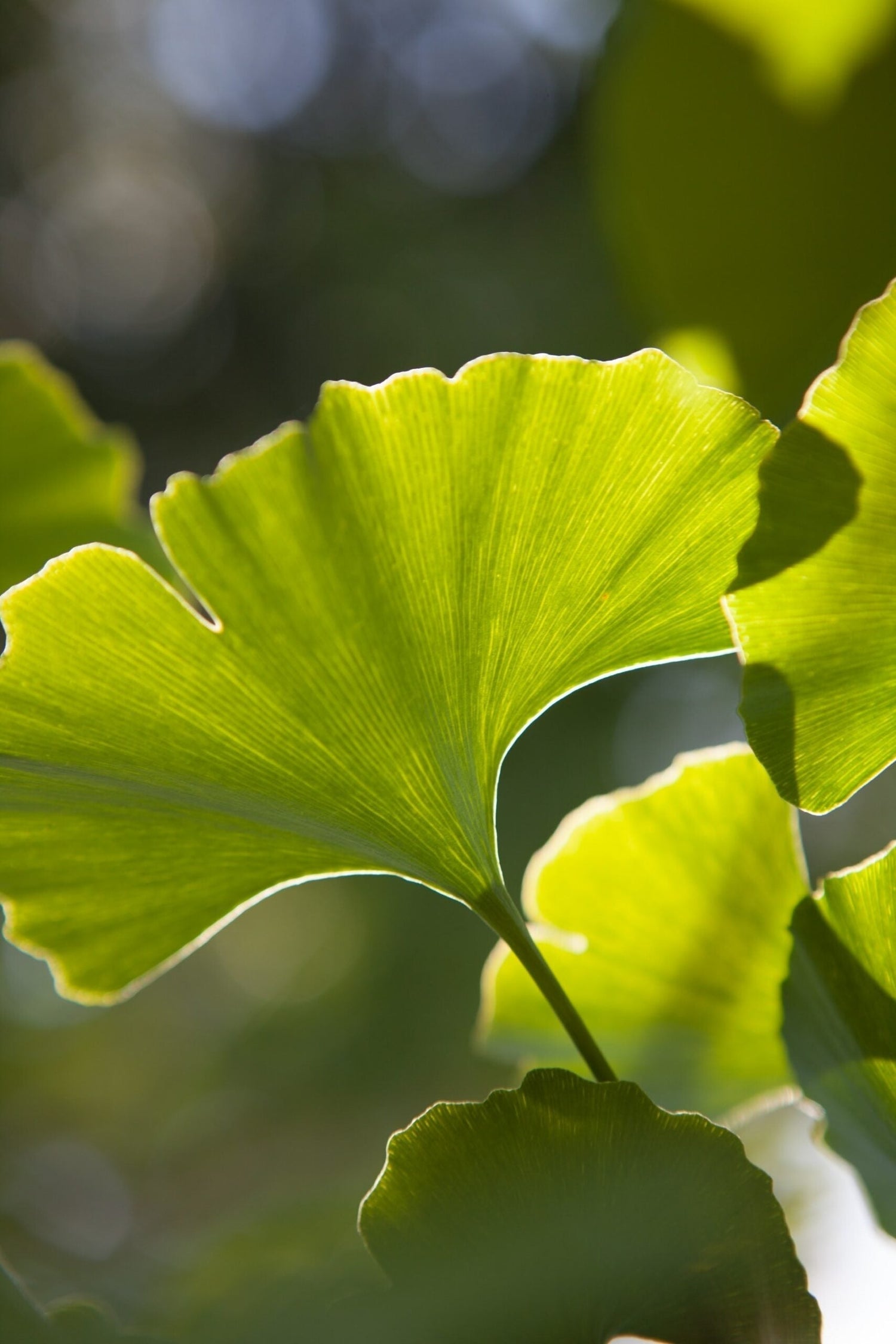 Close-up of ginkgo leaves backlit by sunlight showing fan-shaped veins