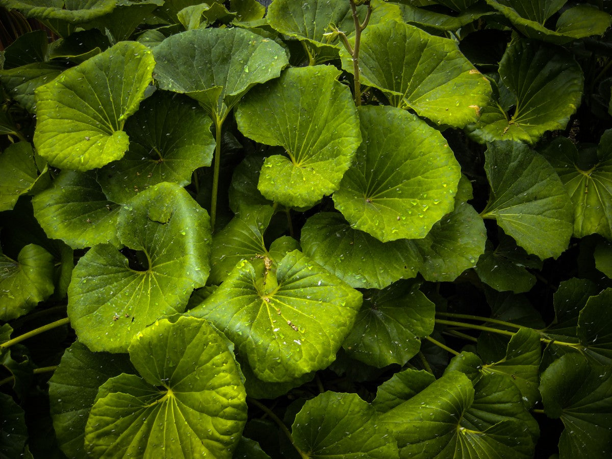 Close-up of Gotu kola leaves showing round fan-shaped green leaves with radial veins and water droplets against a dark background
