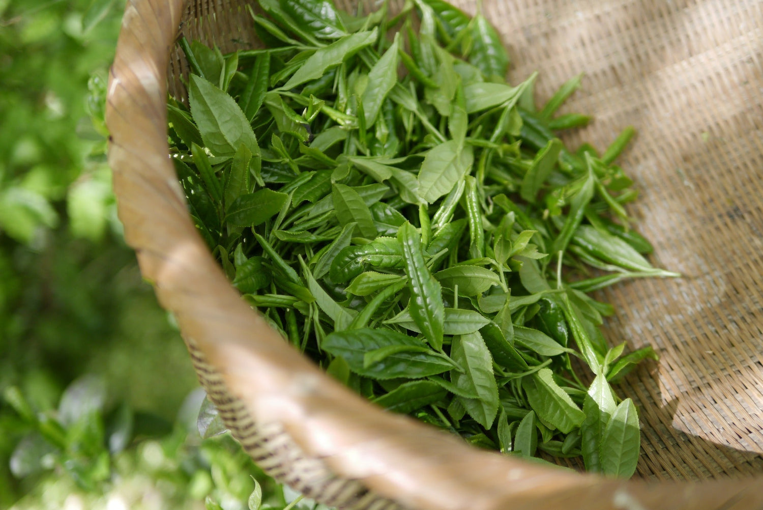 Freshly picked green tea leaves resting in a woven basket on a bamboo tray