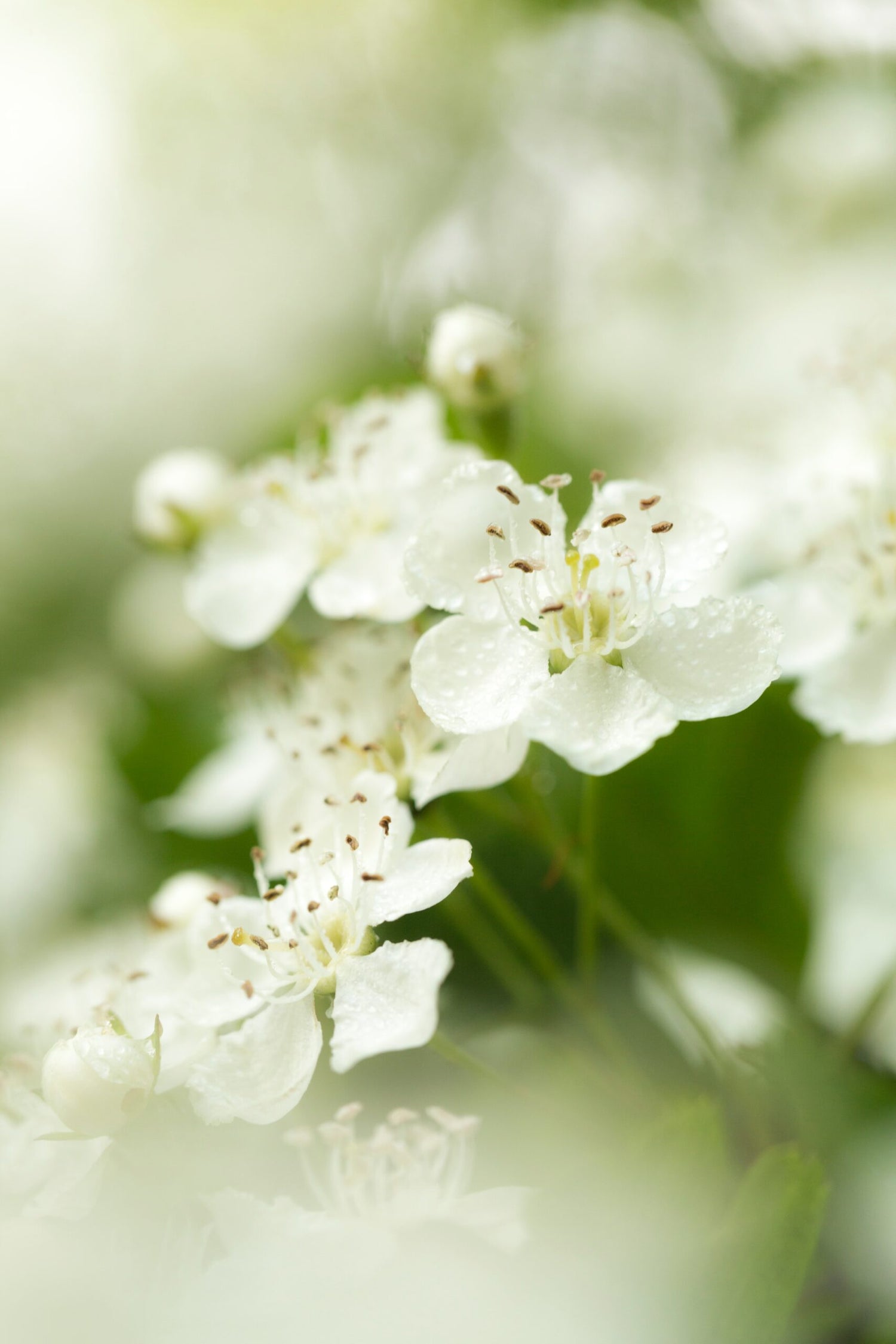 Close-up of white hawthorn blossoms with dewdrops against a soft green bokeh background