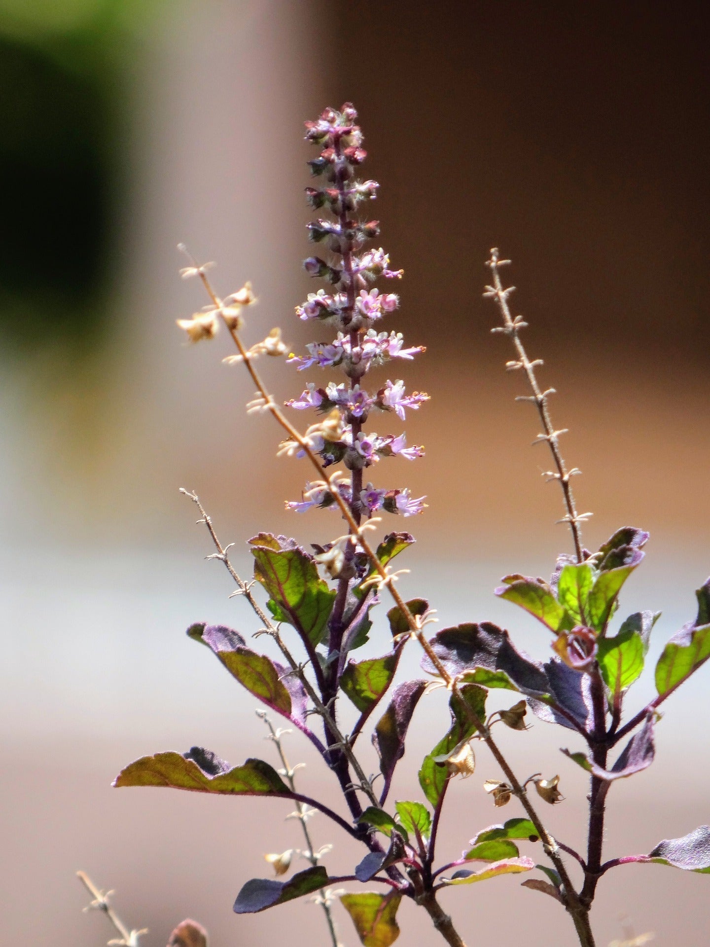 Holy basil plant with purple stems and small lavender flowers against a soft blurred background