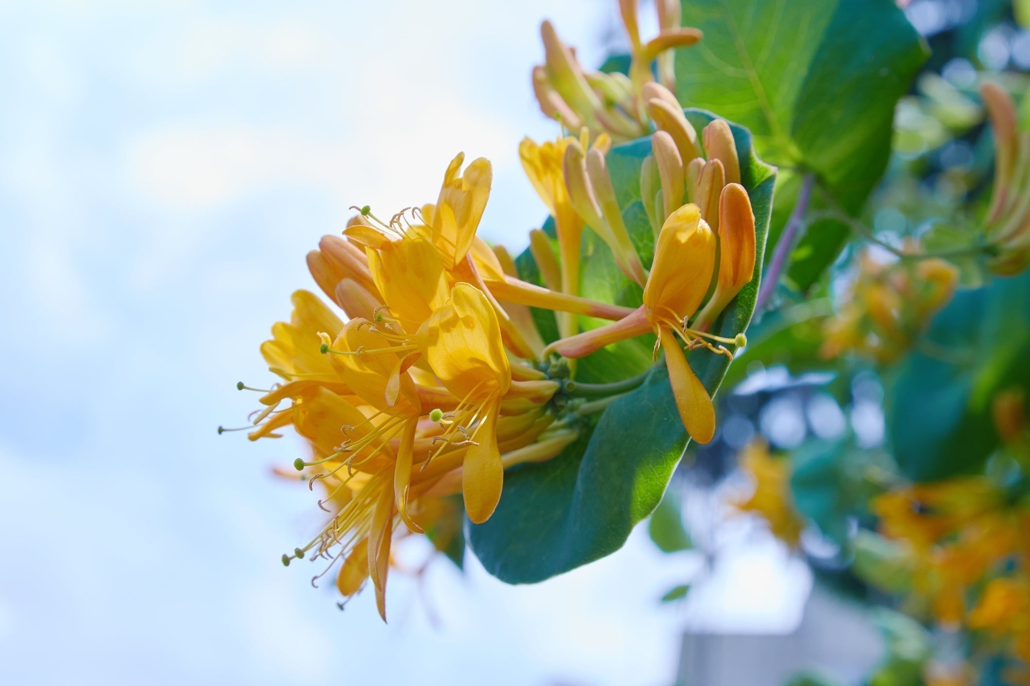 Close-up of Japanese honeysuckle flowers blooming with golden-yellow petals and green leaves against a pale blue sky