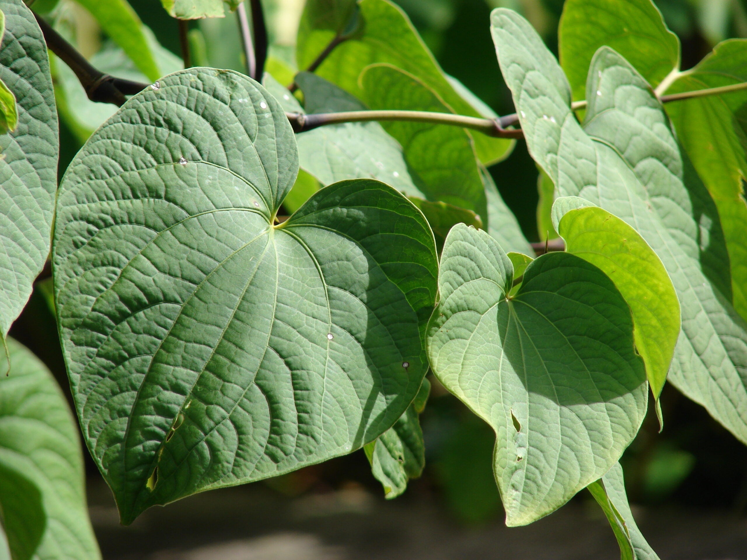 Close-up of kava plant with heart-shaped veined leaves in sunlight