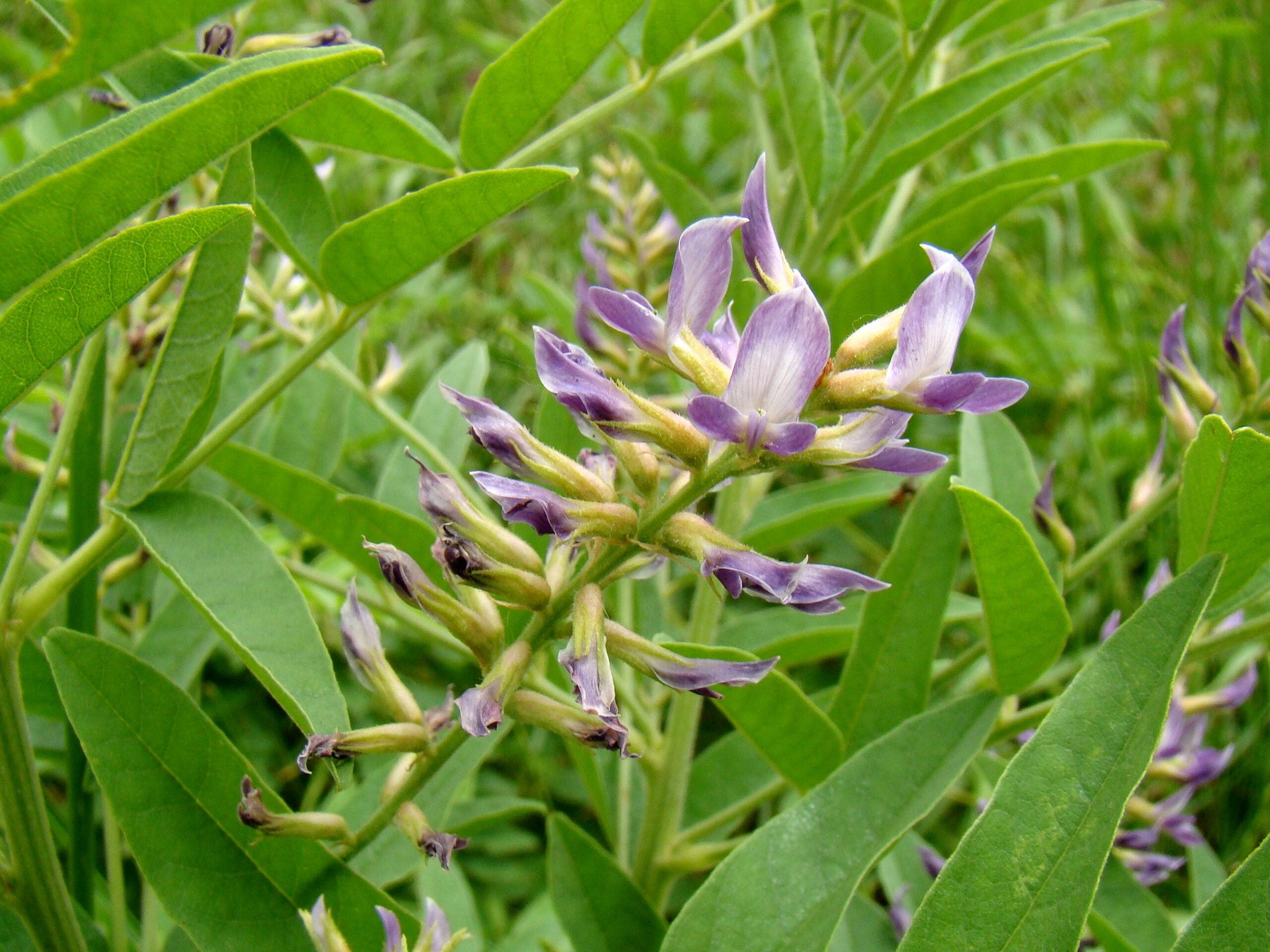 Close-up of licorice plant showing purple flowers and pinnate green leaves against a grassy background