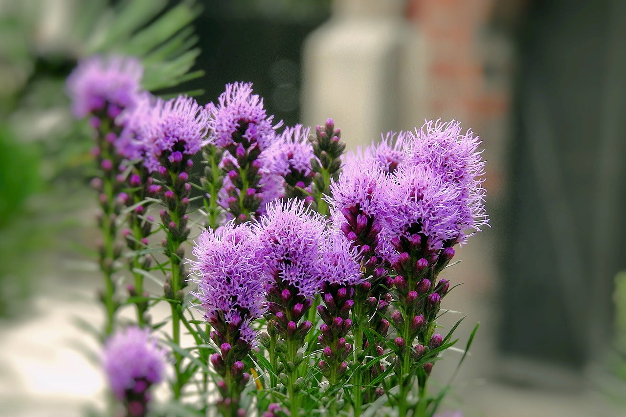 Close-up of purple milk thistle flowers in bloom with green stems and a soft blurred garden background