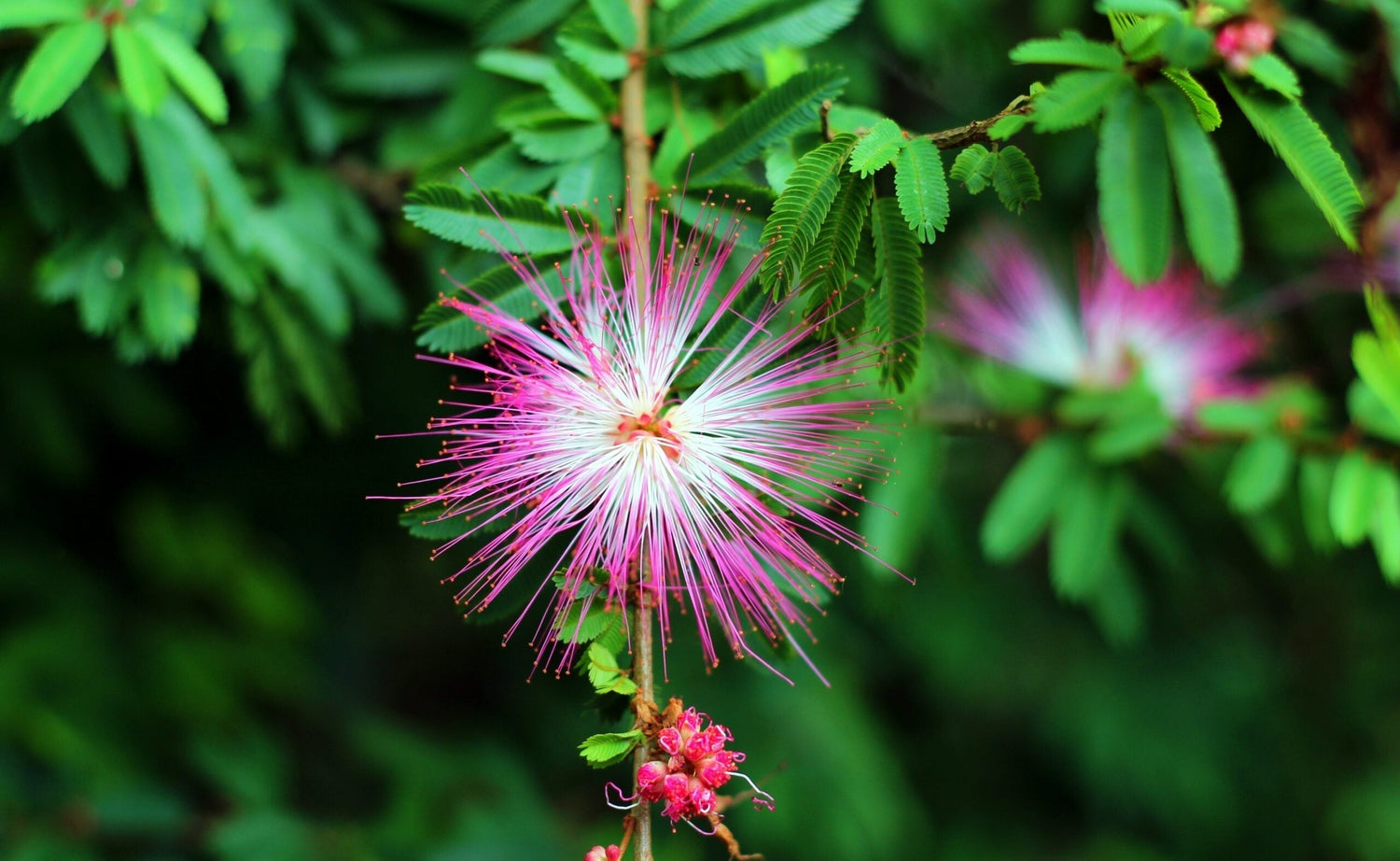 Mimosa flower blooming with pink-and-white filaments on a branch against blurred green foliage