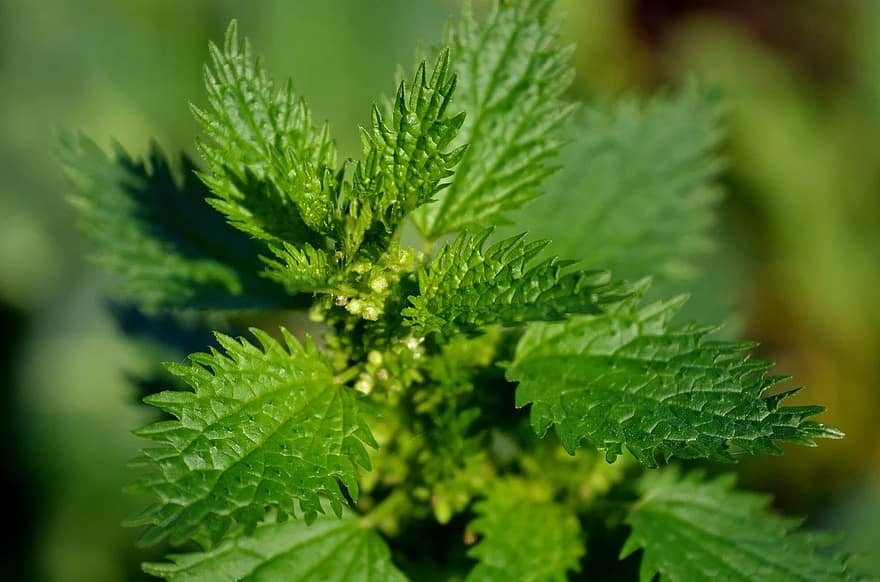 Stinging nettle plant close-up showing serrated leaves and tiny hairs against a soft green background