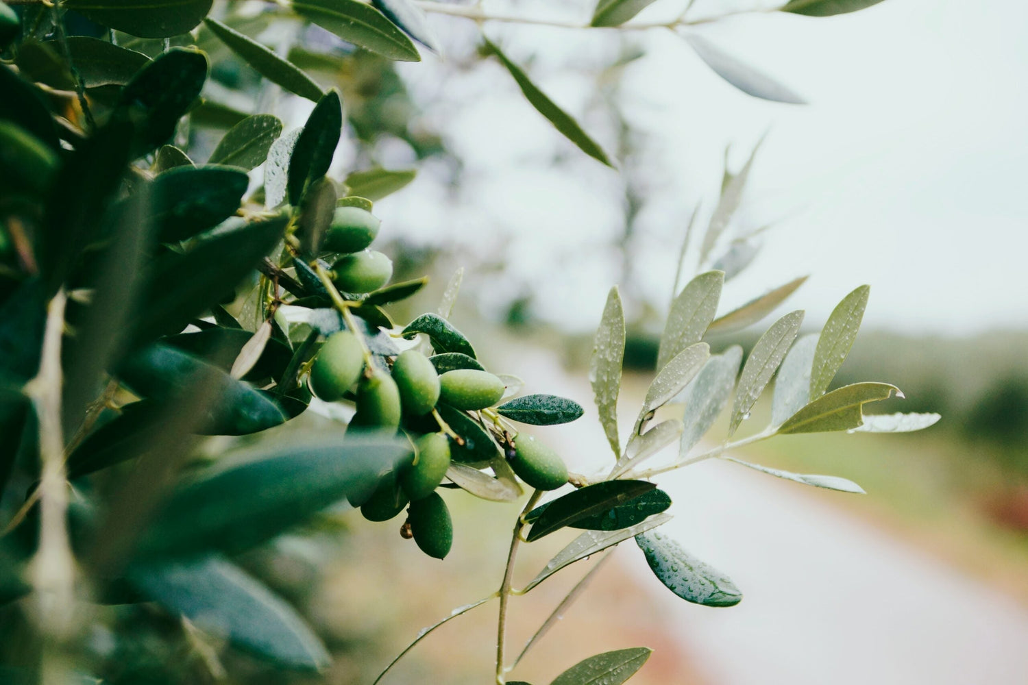 Olive branch with clusters of green olives and raindrops on the leaves, shallow focus with a blurred country road in the background