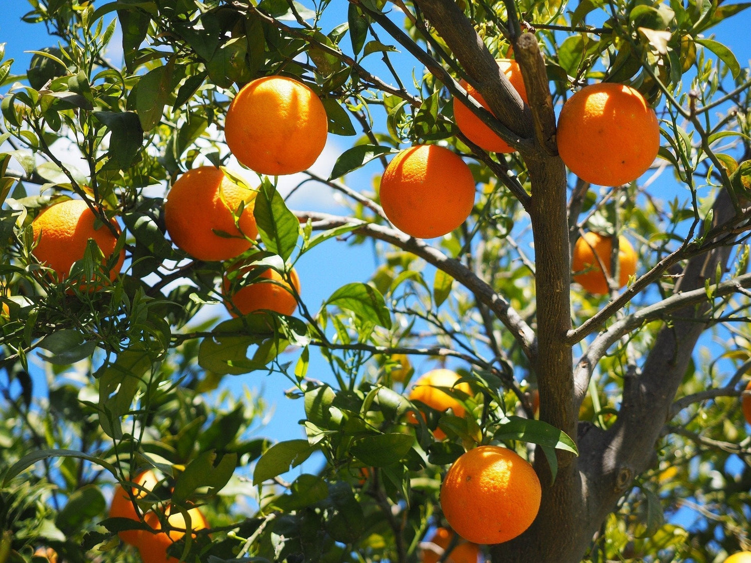 Ripe oranges hanging from a leafy orange tree against a bright blue sky
