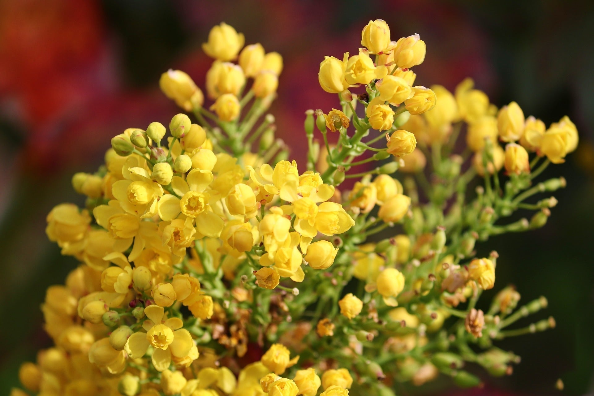 Close-up of Oregon grape flowers showing clusters of small bright yellow blossoms and green buds against a soft blurred background