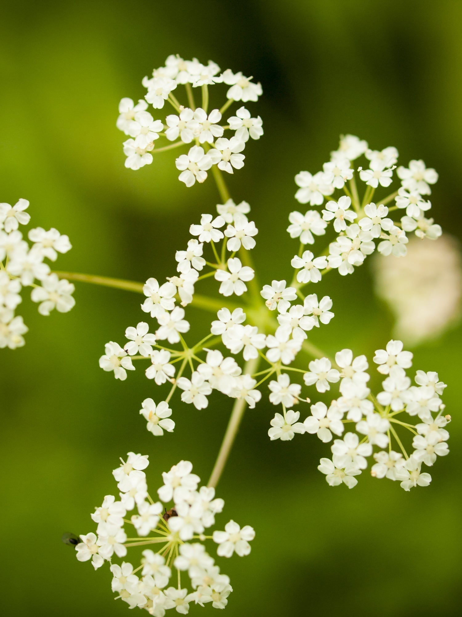 Close-up of Osha flowers showing clusters of small white umbrella-shaped blossoms against a soft green blurred background