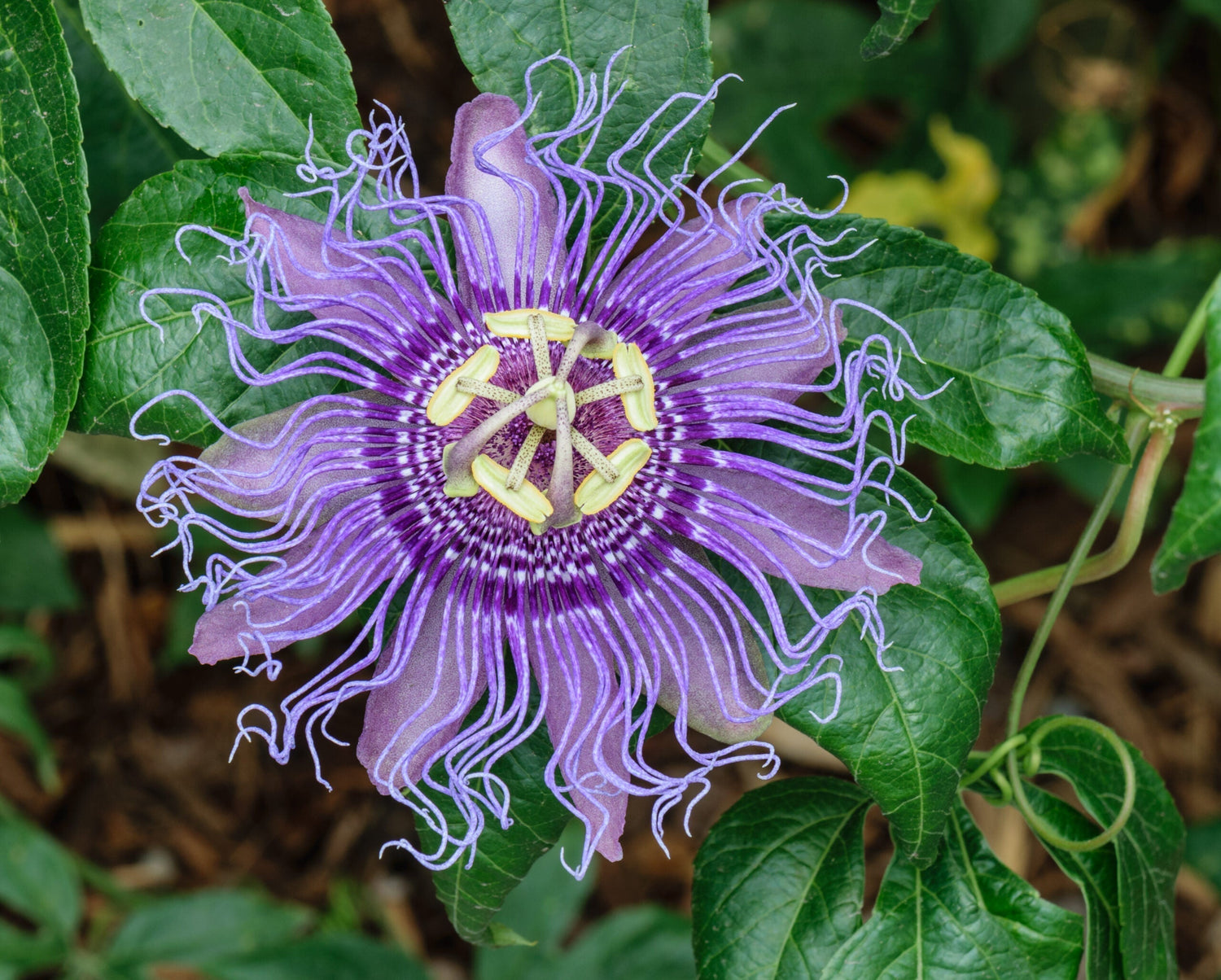Close-up of a purple passionflower showing frilly lavender corona filaments, pale yellow stamens, and glossy green leaves