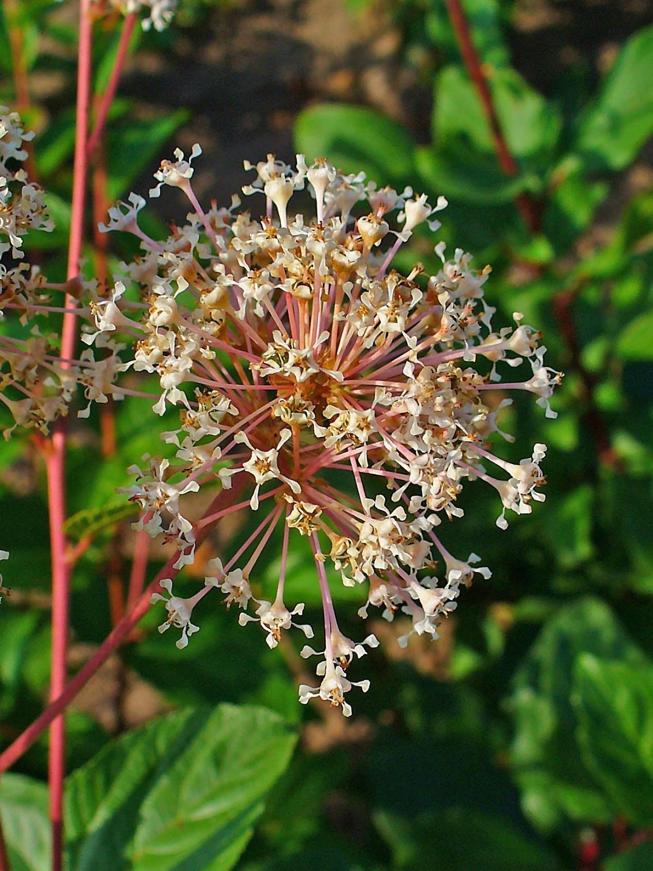 Close-up of red root flower cluster showing pink stems and tiny white tubular flowers with blurred green leaves background
