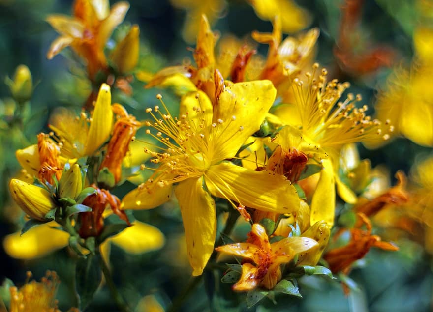 St. John’s wort flowers close-up showing bright yellow petals and long stamens against a blurred green background