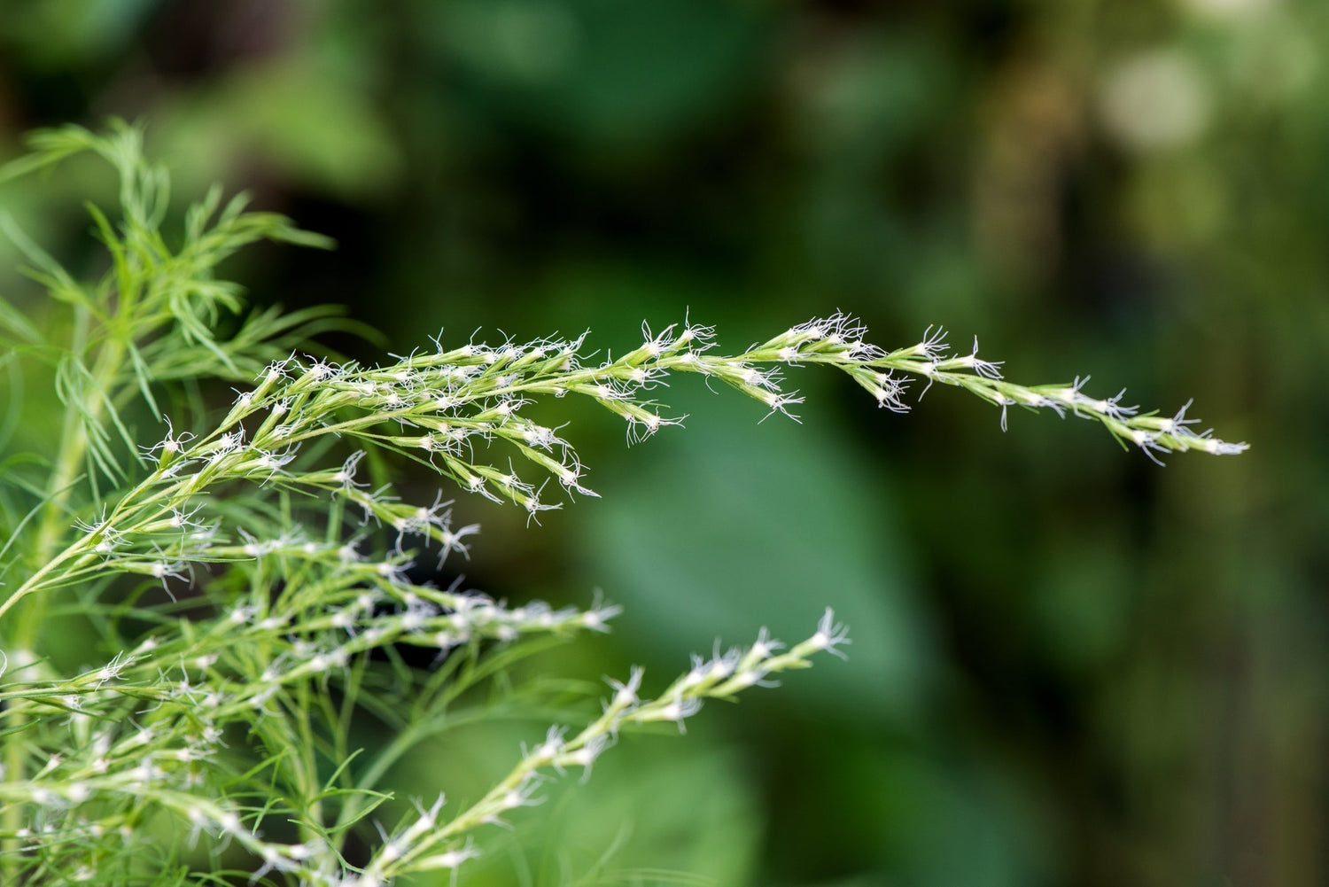 Close-up of Sweet Annie sprig showcasing wispy feathery foliage and tiny white threadlike flowers with a blurred green background