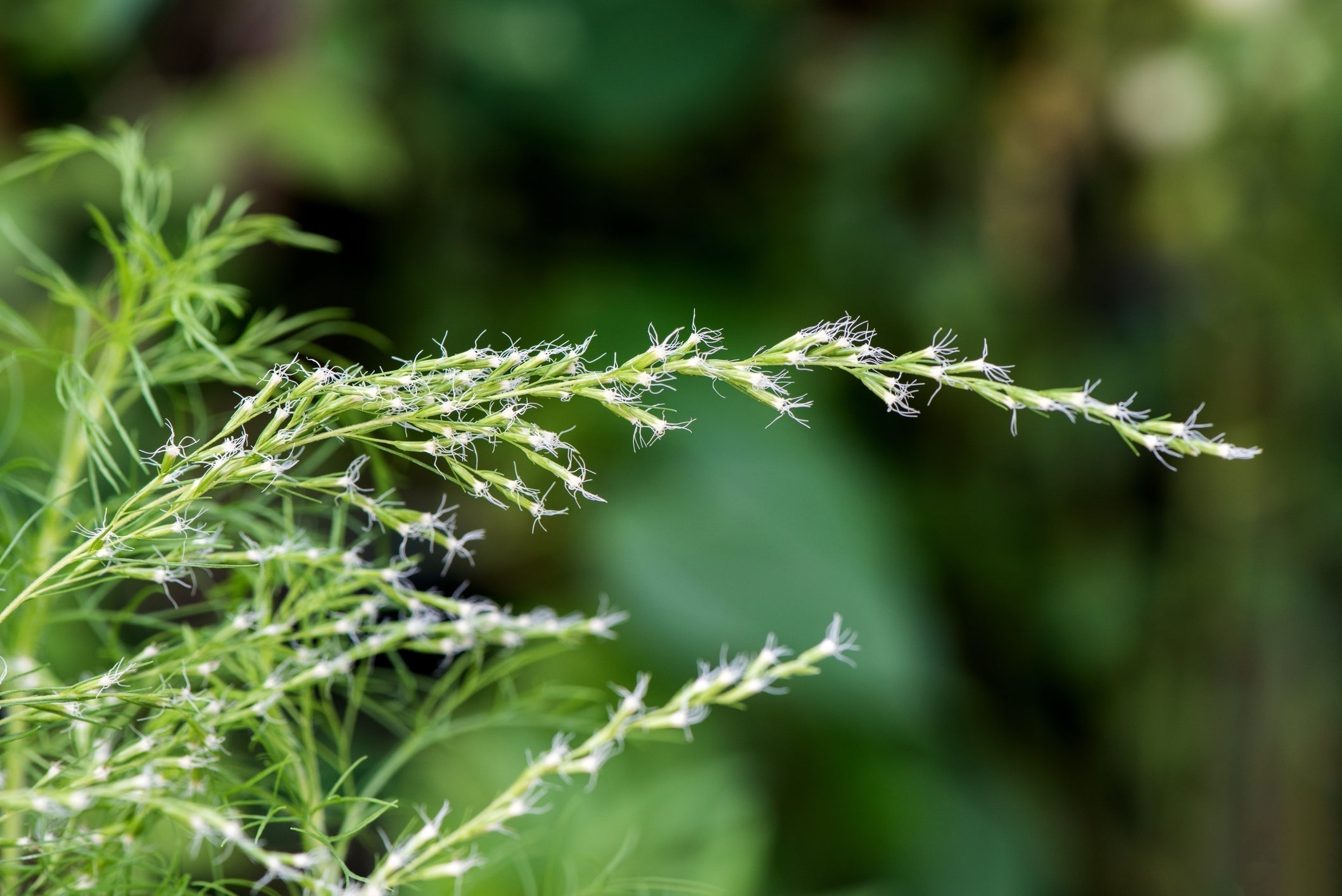 Close-up of Sweet Annie sprig showcasing wispy feathery foliage and tiny white threadlike flowers with a blurred green background
