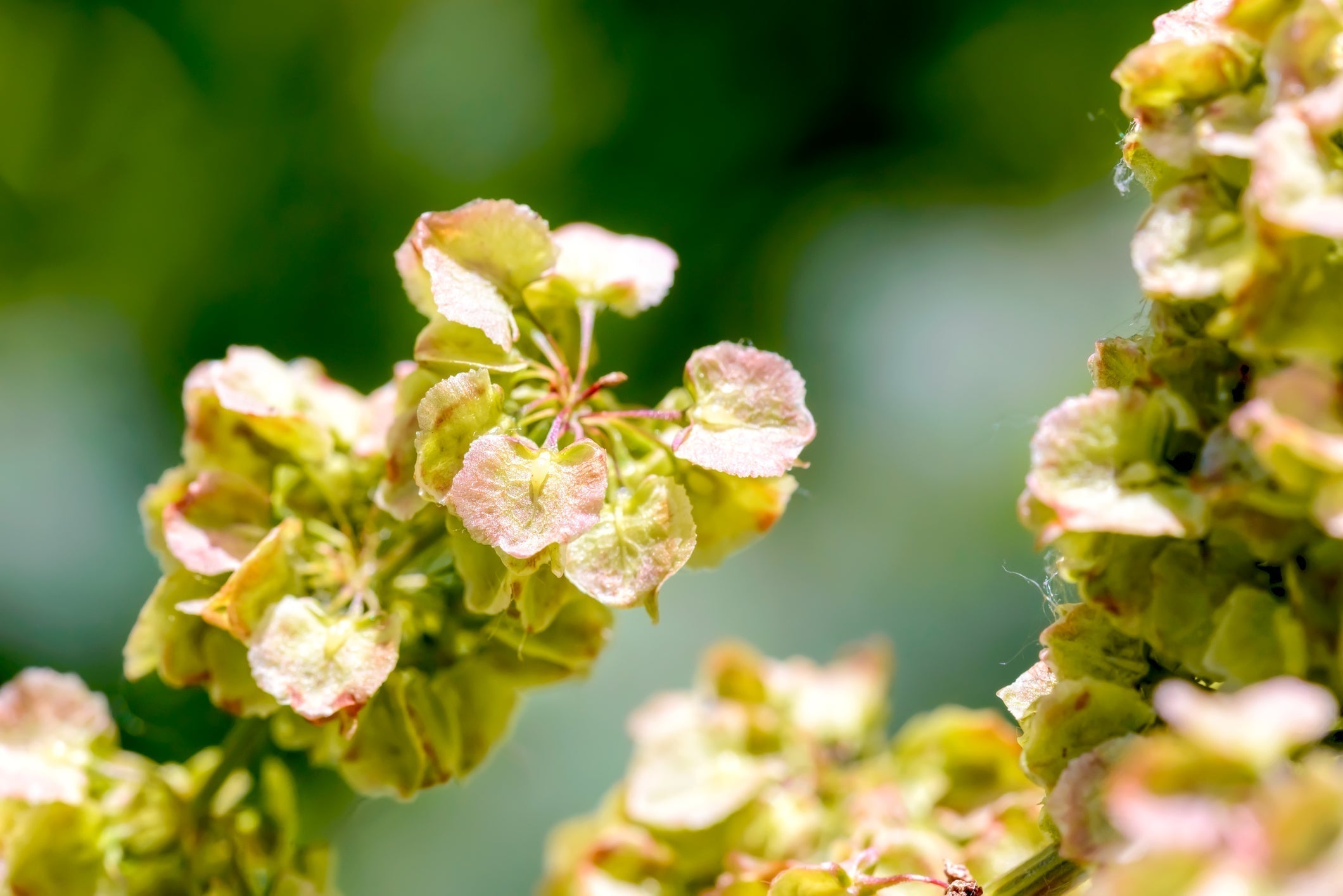Close-up of yellow dock flower clusters showing pale yellow-green bracts with pink edges and blurred green background