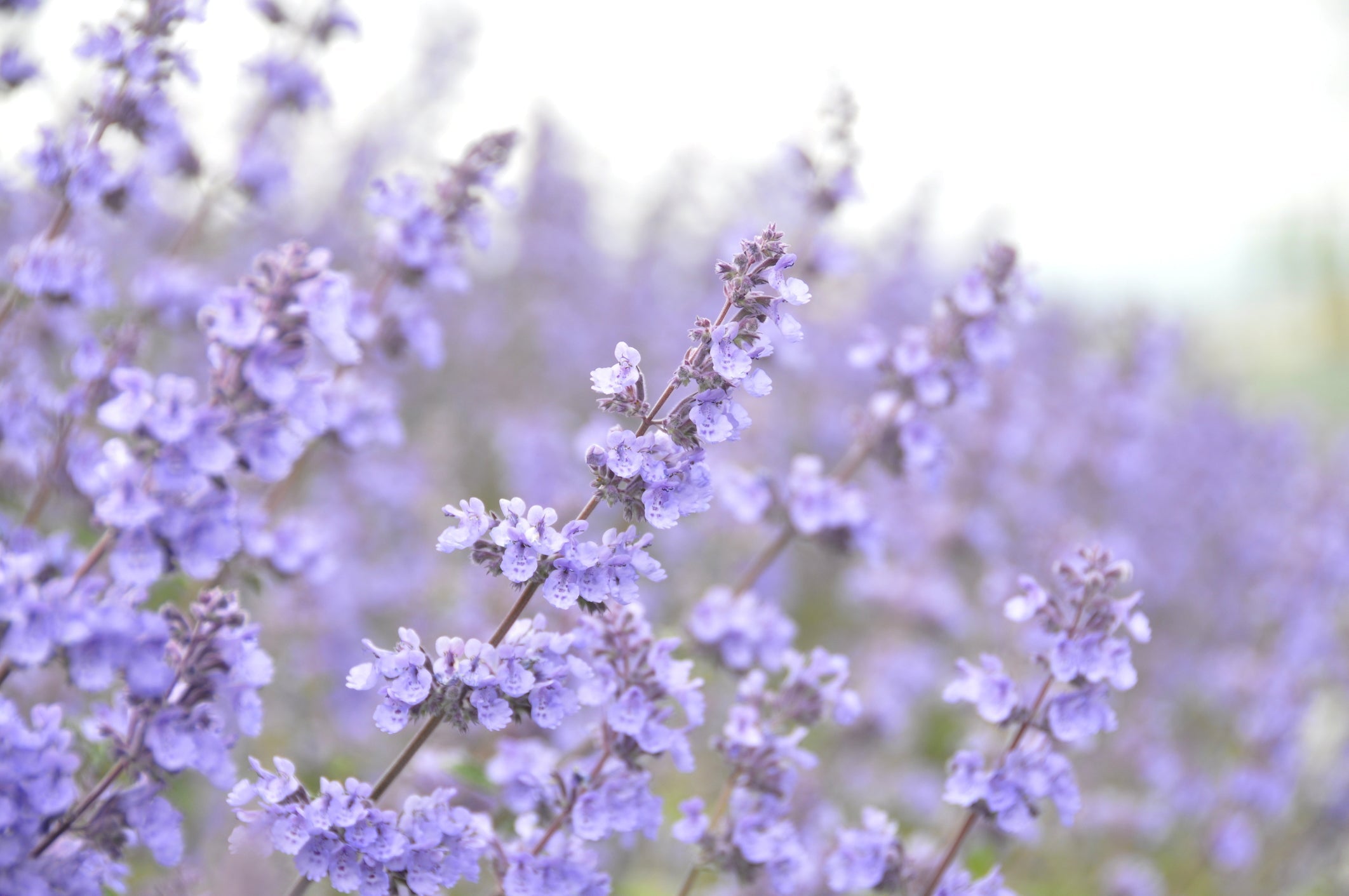 Close-up of catnip stems with small purple flowers in a soft-focus garden