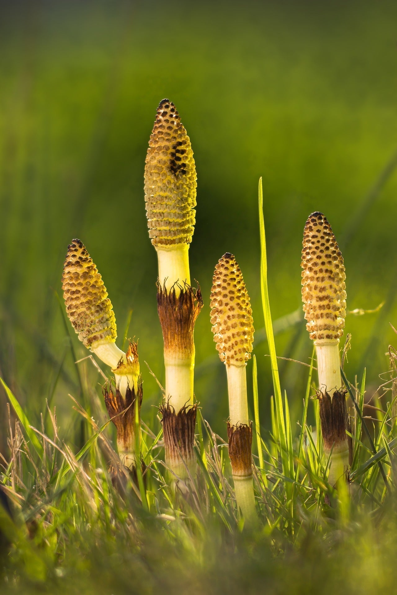 Cluster of horsetail stems with cone-like spore heads growing in a sunlit grassy field