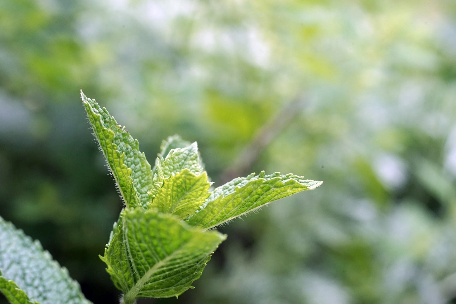 Close-up of a peppermint sprig with serrated green leaves against a blurred garden background