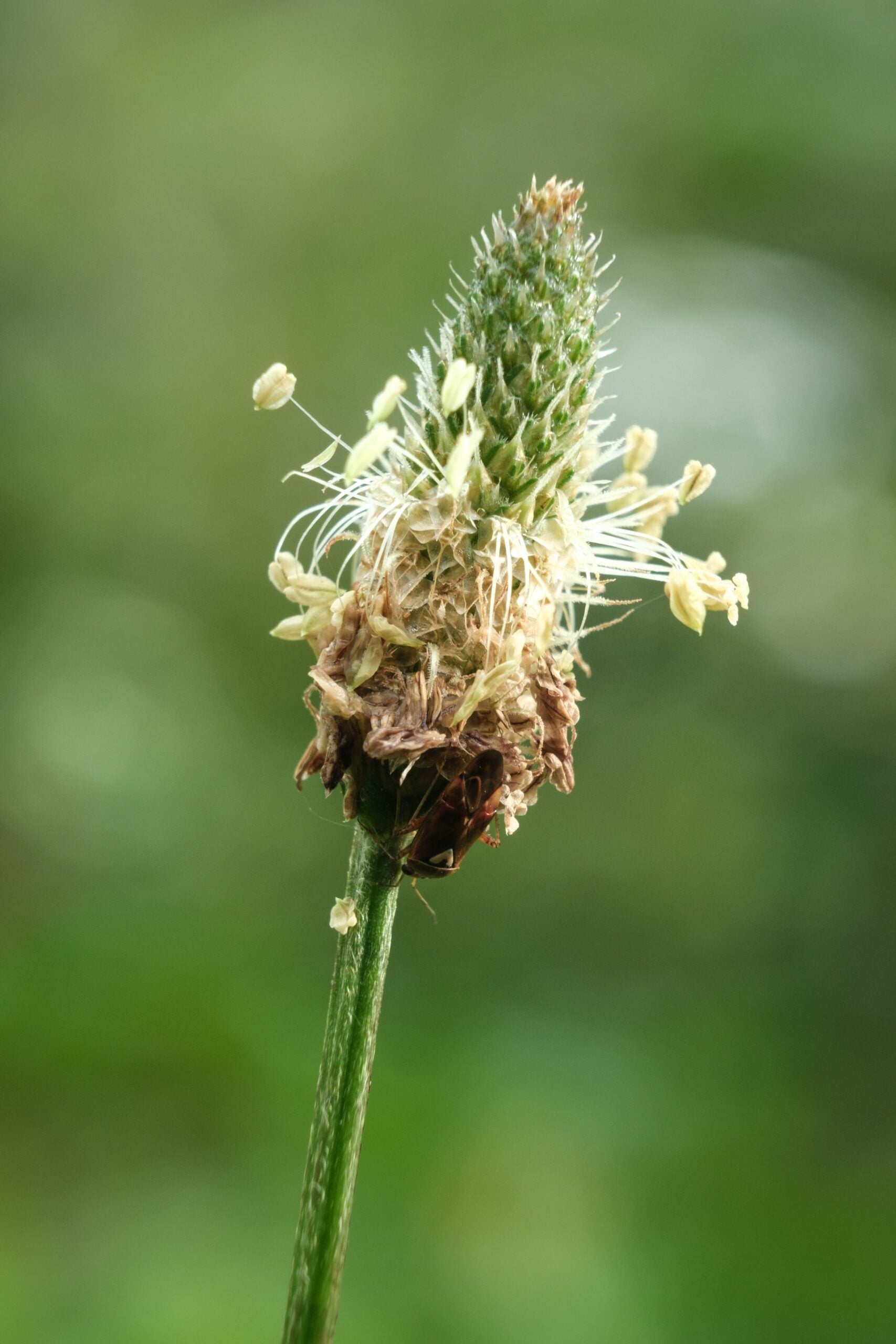Plantain flower spike close-up showing pale yellow stamens and conical green seed head against a blurred green background