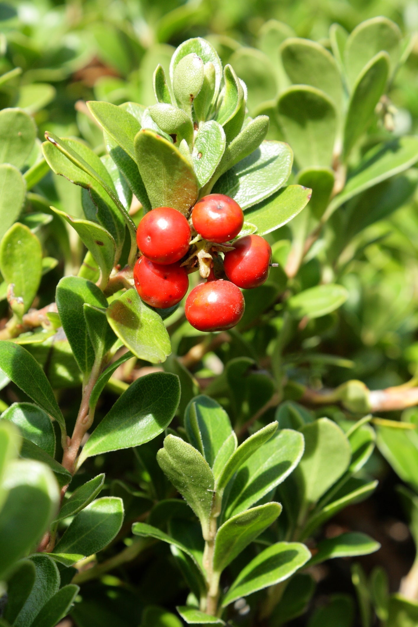Uva ursi branch bearing a cluster of glossy red berries among small oval green leaves