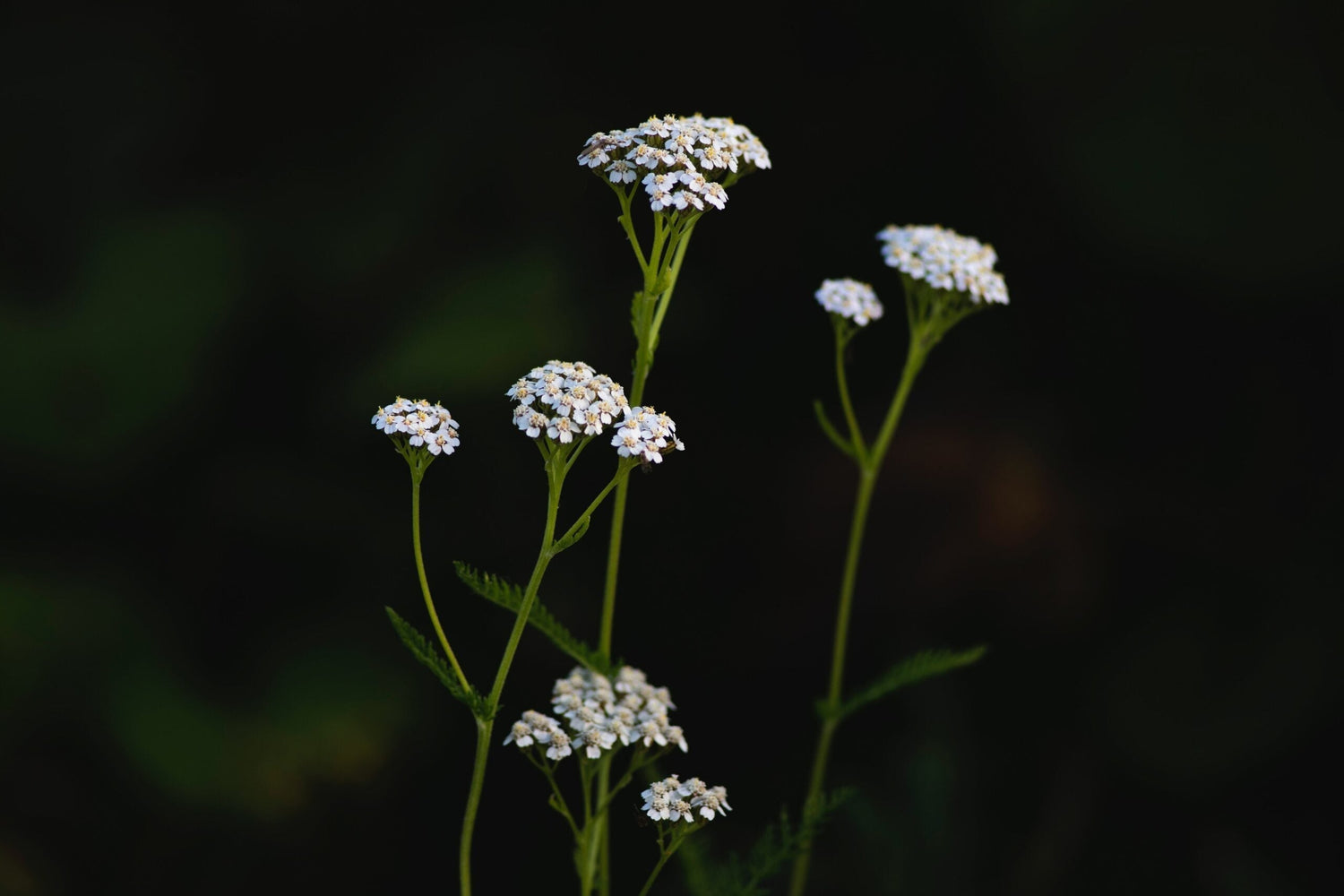 Yarrow stems with clusters of small white flowers against a dark background