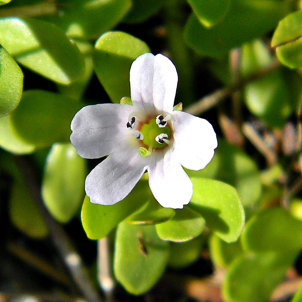 Close-up of a white Bacopa flower among small rounded green leaves