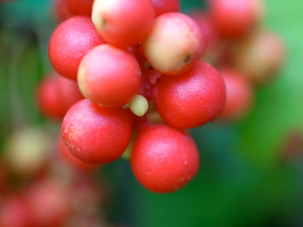 Close-up of bright red schisandra berries in a small cluster with a blurred green background