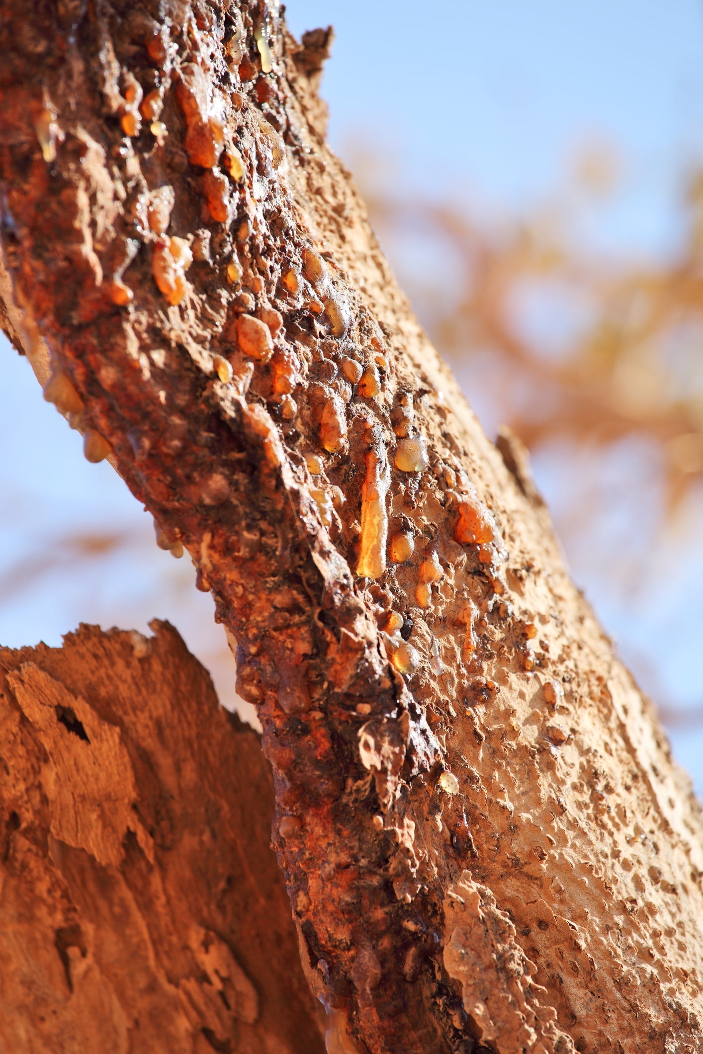 Close-up of myrrh tree bark showing amber resin droplets against a blurred blue sky