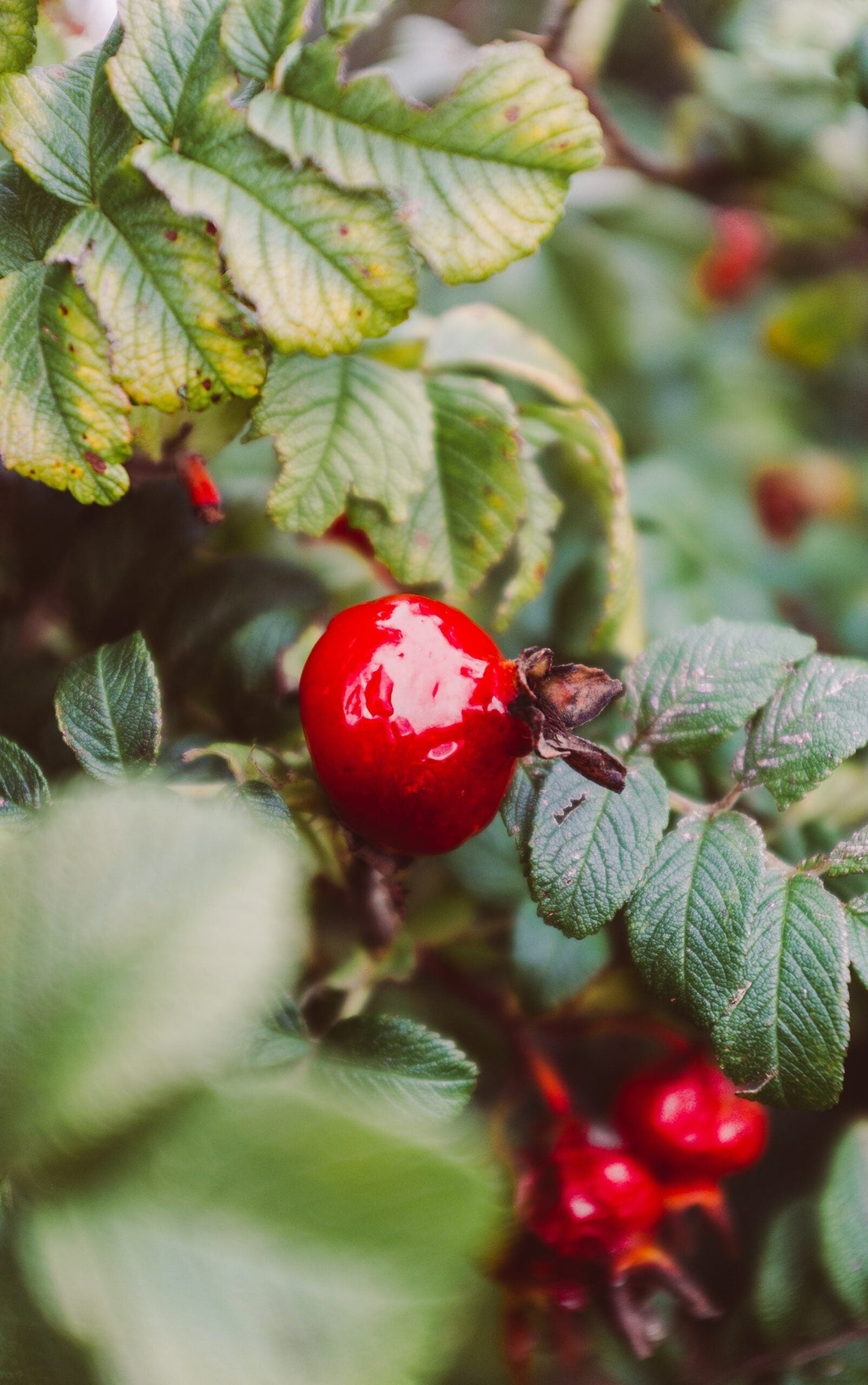 Bright red rosehip on a shrub branch surrounded by textured green leaves