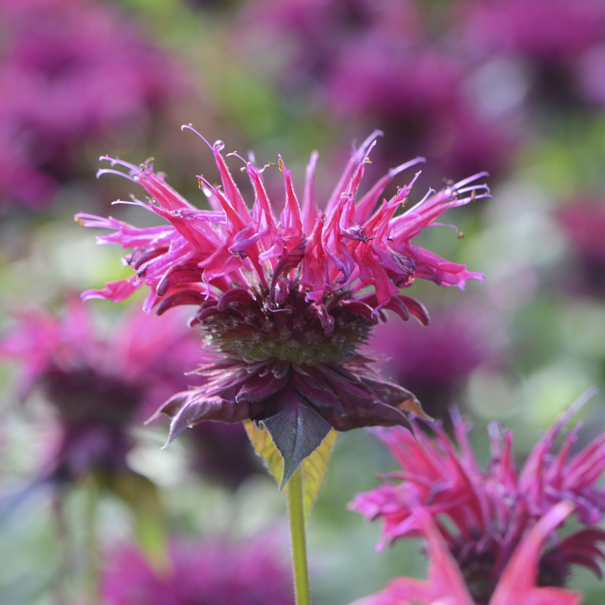 Close-up of bee balm flower showcasing spiky magenta tubular petals with a blurred field of bee balm in the background