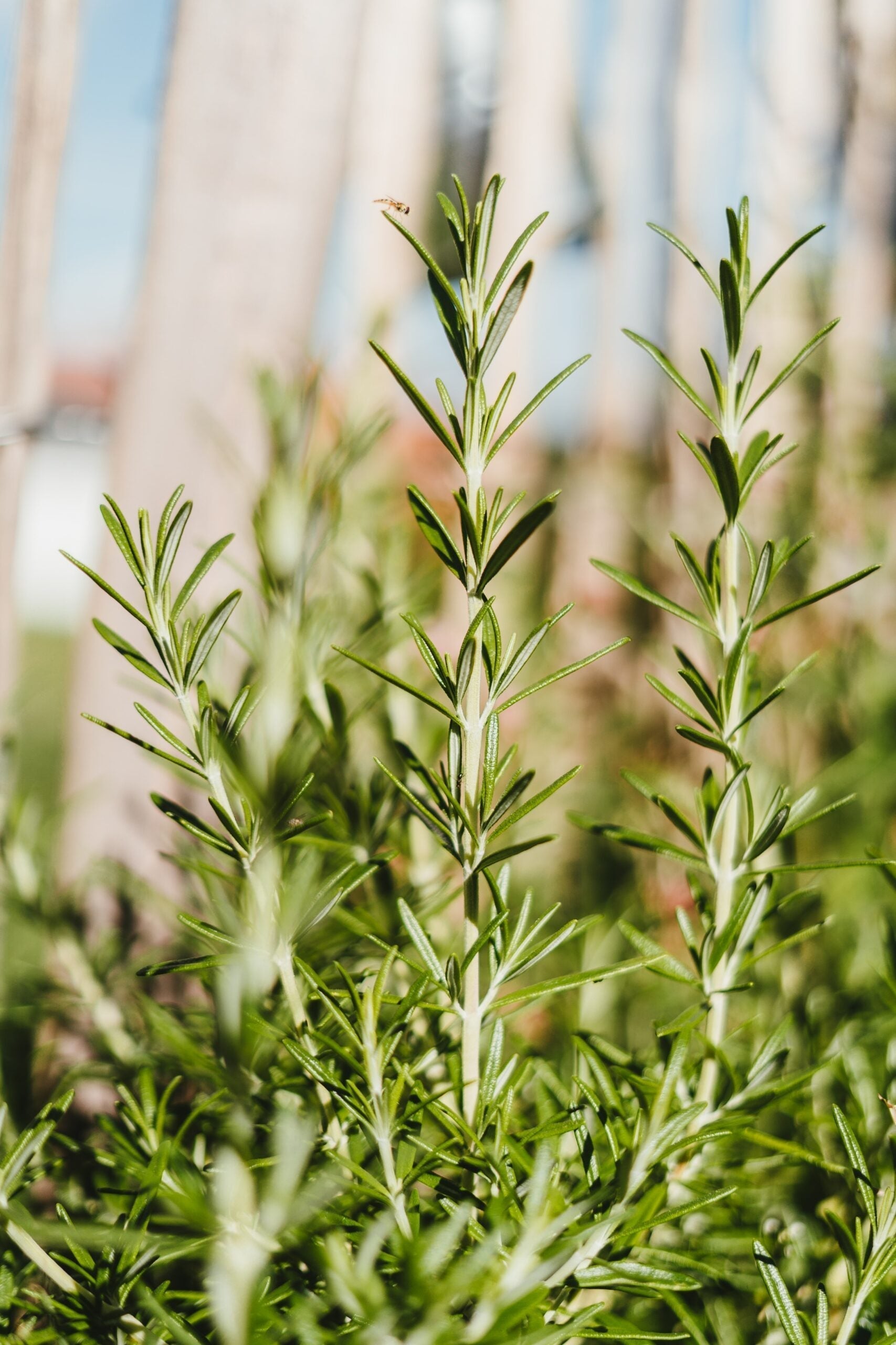 Rosemary sprigs growing outdoors in sunlight with a blurred wooden fence and blue sky background
