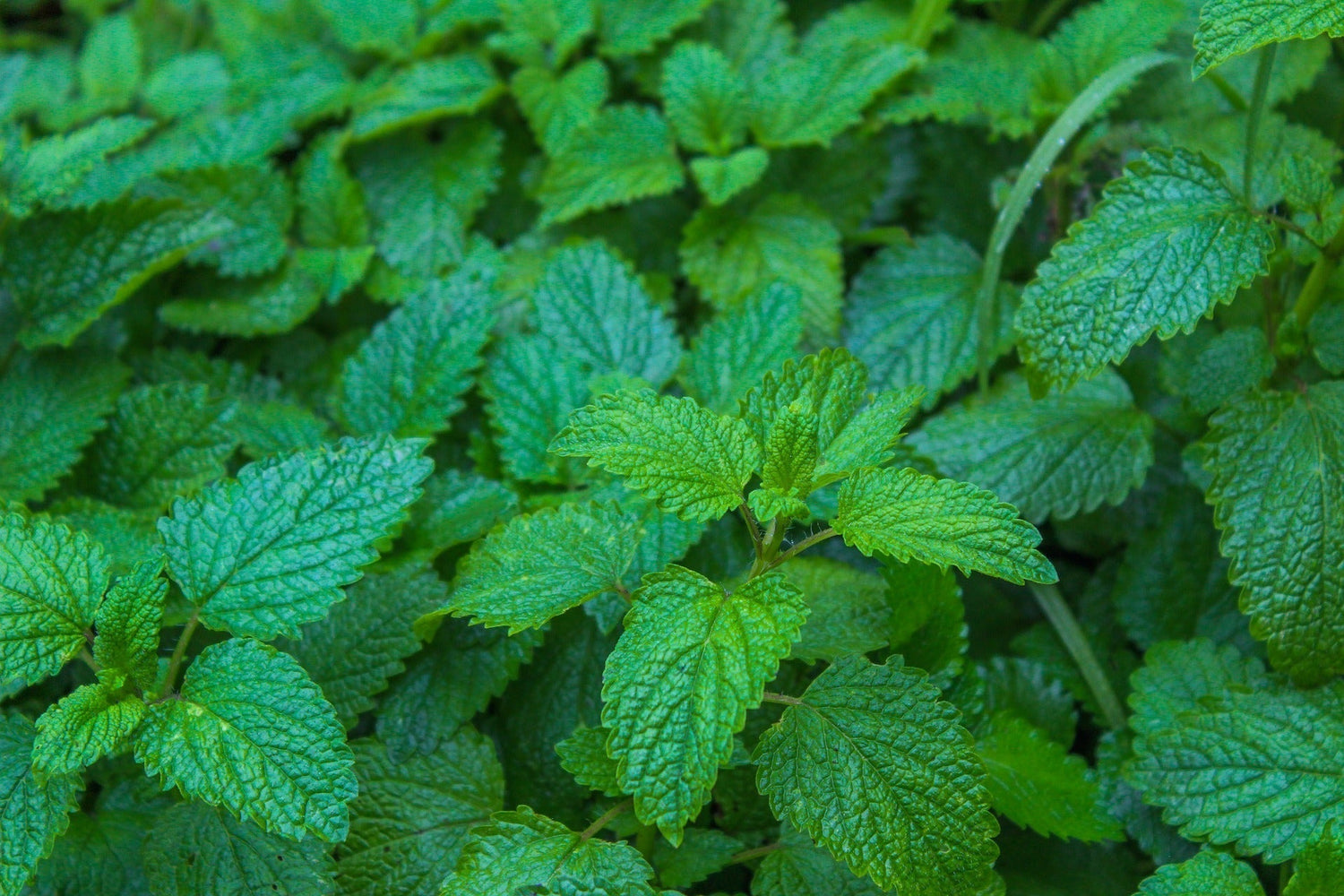 Close-up of lemon balm plants showing textured, serrated green leaves in a garden bed