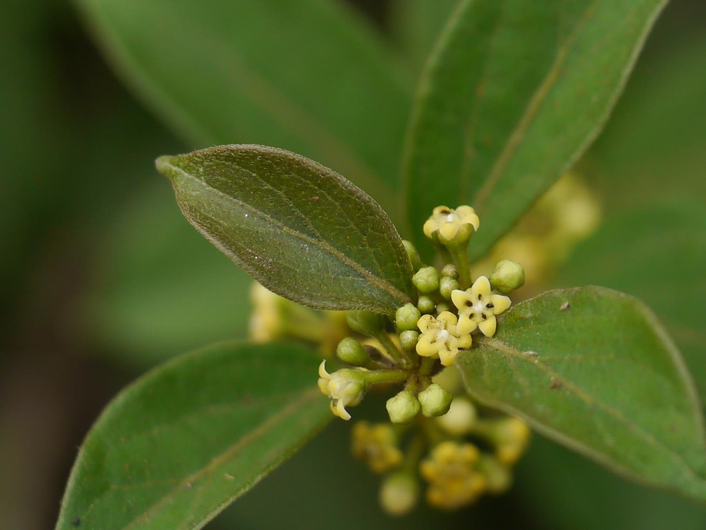 Close-up of gymnema plant showing small pale yellow star-shaped flowers and oblong green leaves against a blurred green background