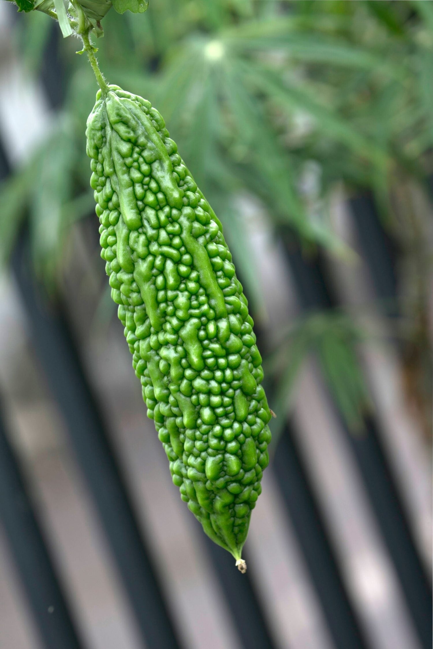 Close-up of bitter melon showing bright green bumpy textured skin with blurred foliage and vertical fence background