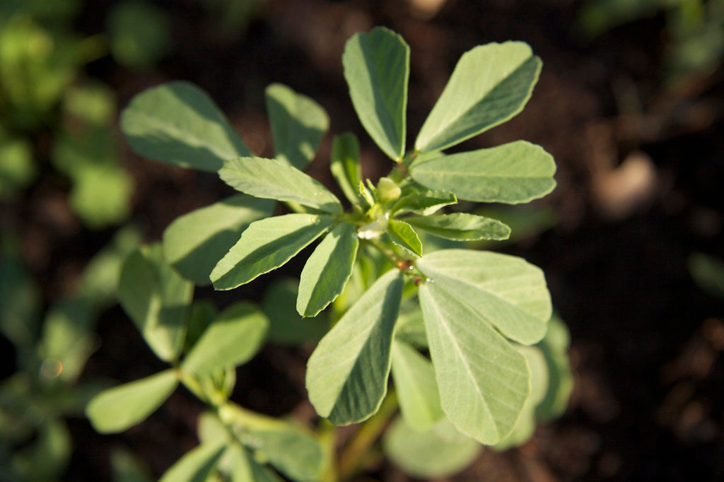 Top-down view of fenugreek plant showing paired pinnate green leaves and new central shoots against dark soil background